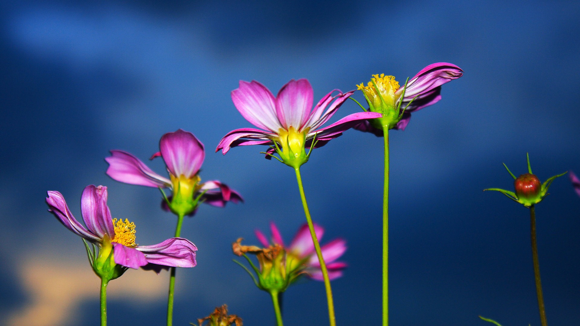 Gesang fonds d'écran fleurs de bureau #18 - 1920x1080