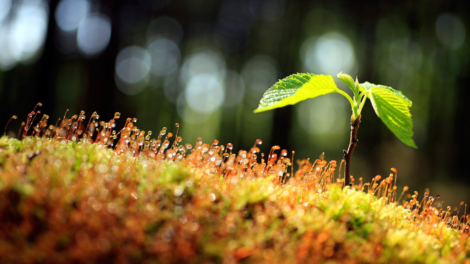 Fresh flowers and plants spring theme wallpapers #1 - 1920x1080