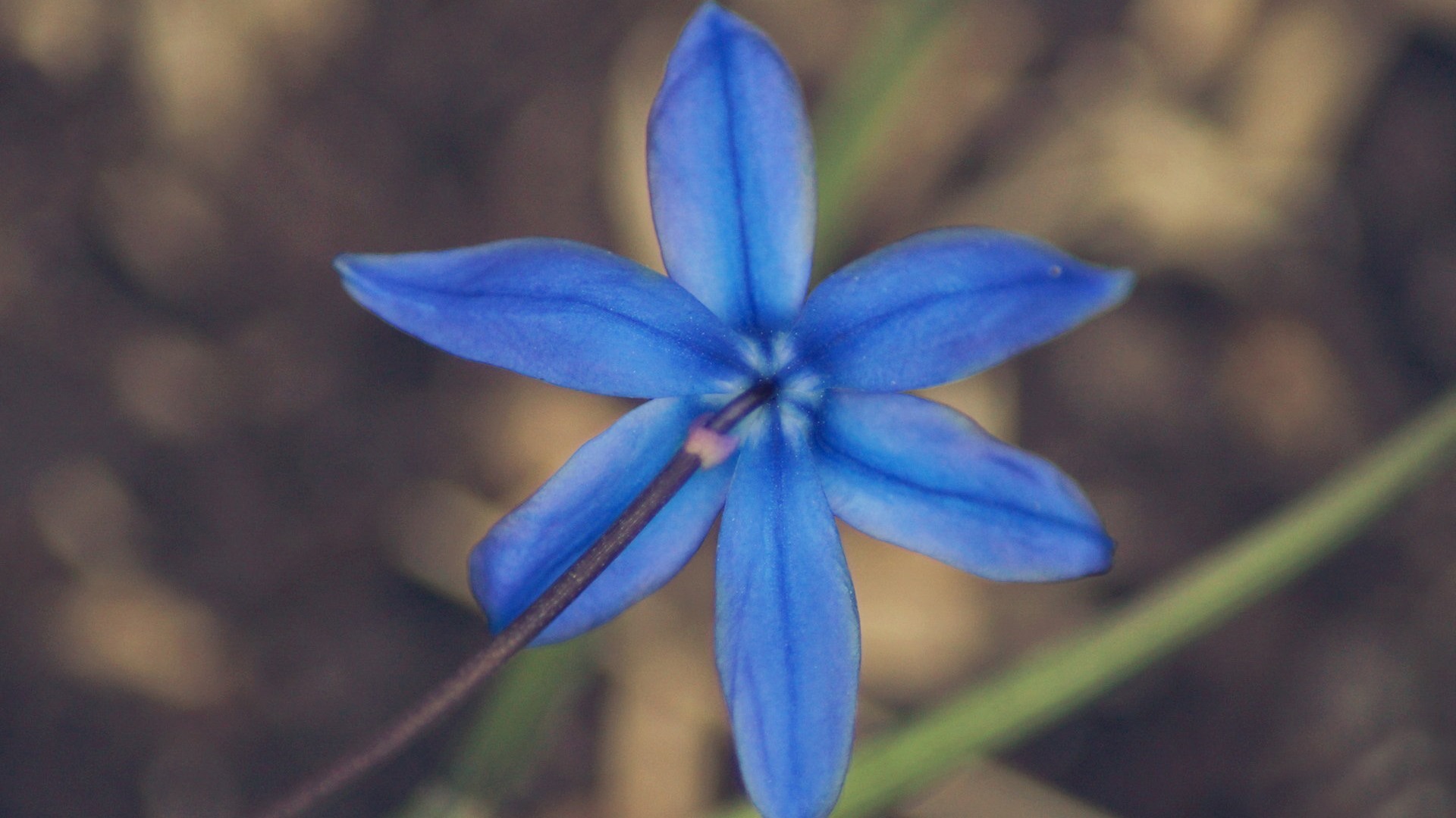 鲜花和植物春天主题壁纸9 - 1920x1080