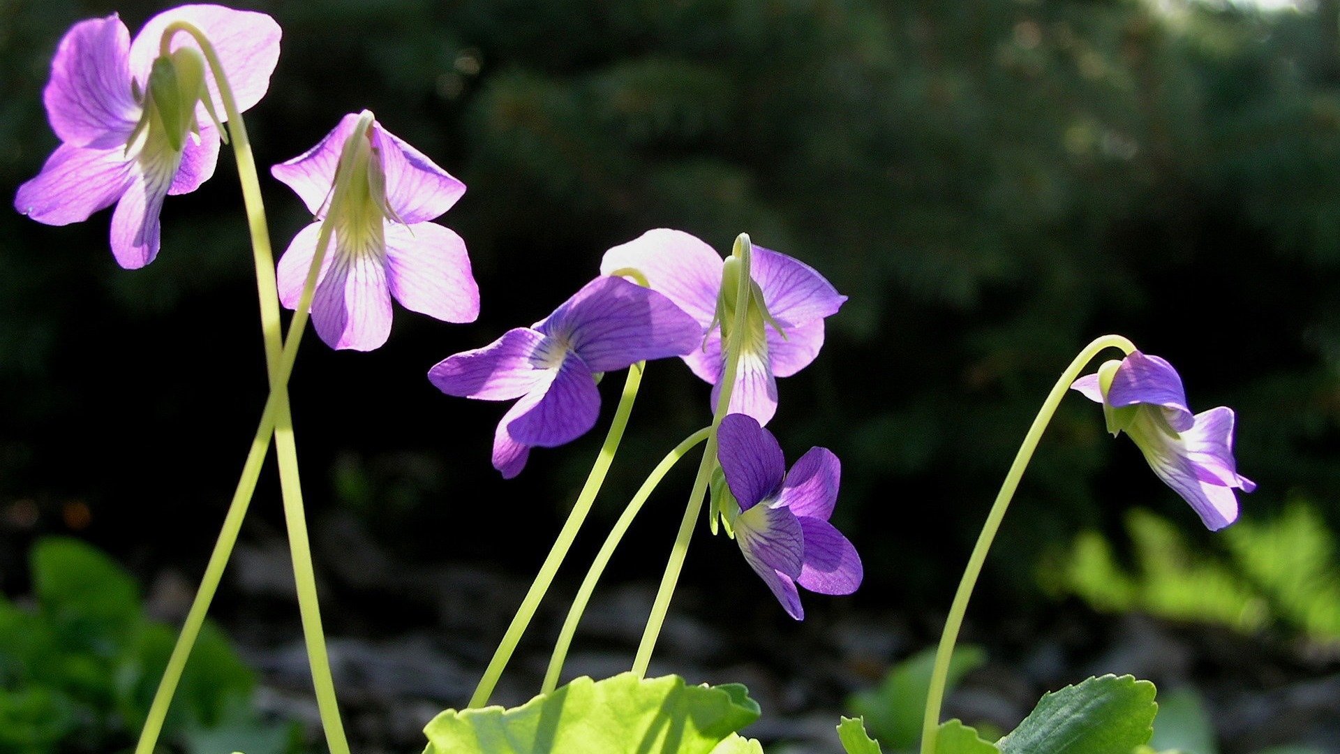 新鮮な花や植物がテーマの壁紙の春 #10 - 1920x1080