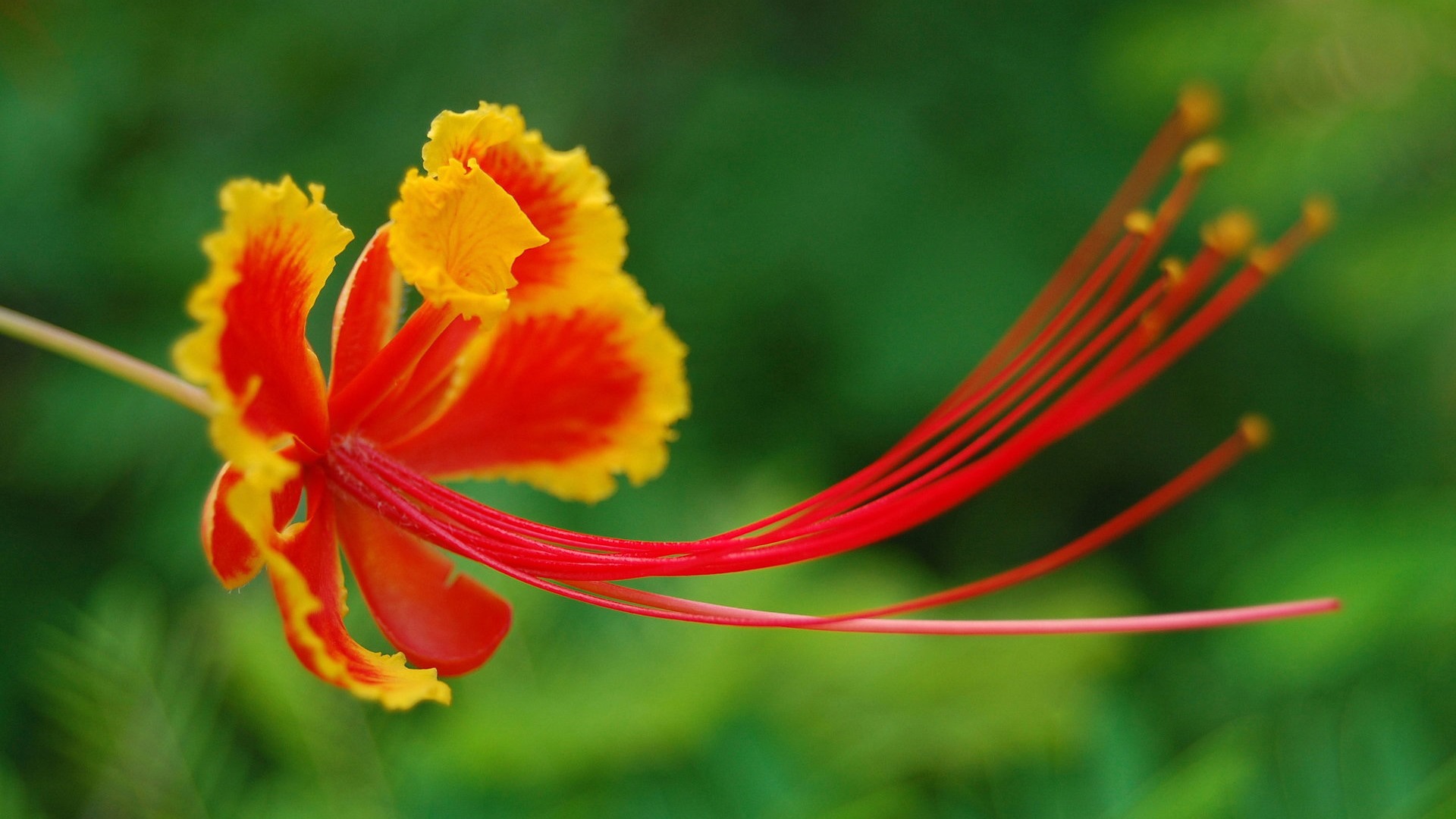 鲜花和植物春天主题壁纸12 - 1920x1080