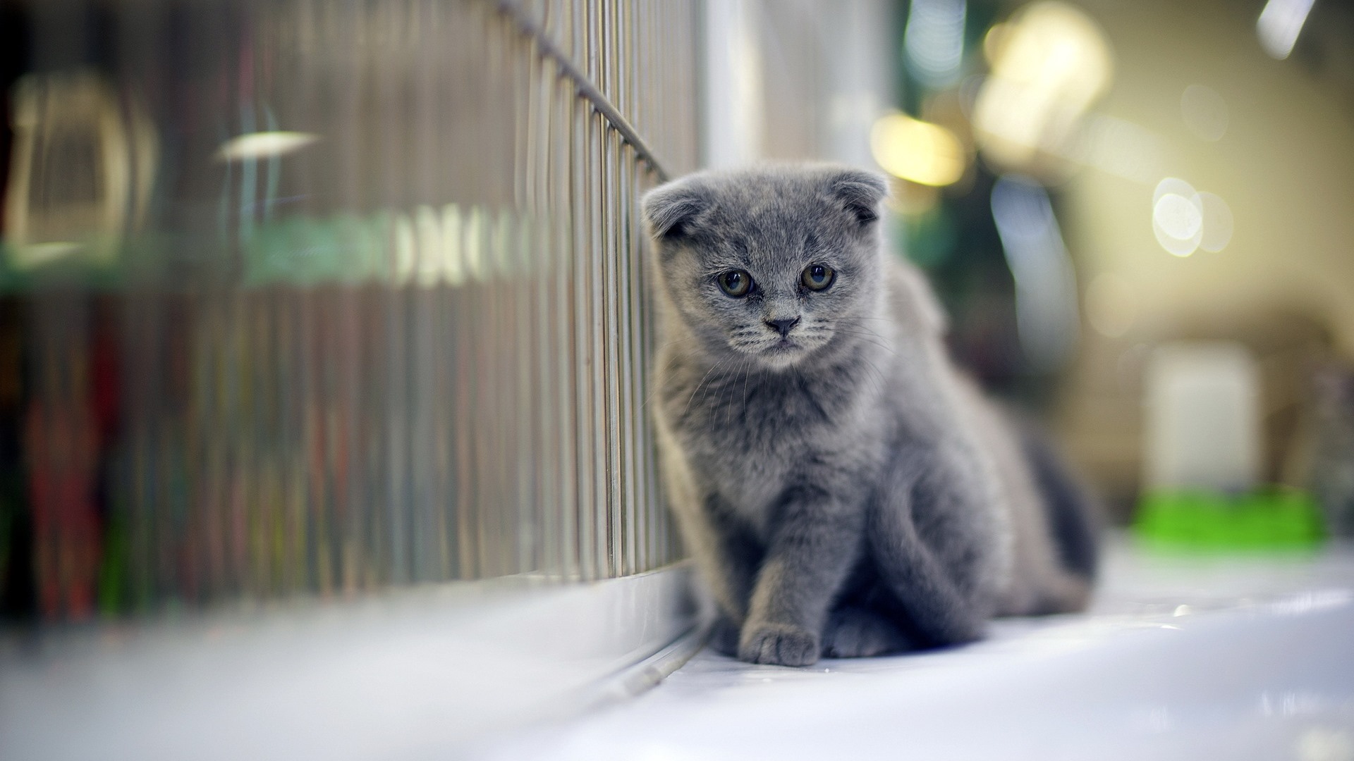 Roztomilé domácí zvířata, Scottish Fold kočka HD tapety na plochu #16 - 1920x1080