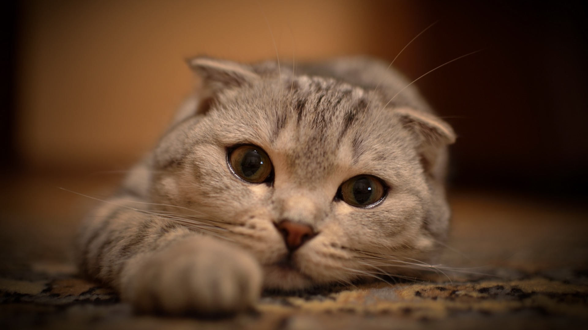 Featured image of post Hintergrundbilder Katzen 1920X1080 Choose from hundreds of free 1920x1080 wallpapers