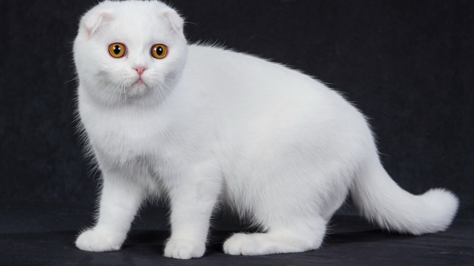 Roztomilé domácí zvířata, Scottish Fold kočka HD tapety na plochu #39 - 1920x1080