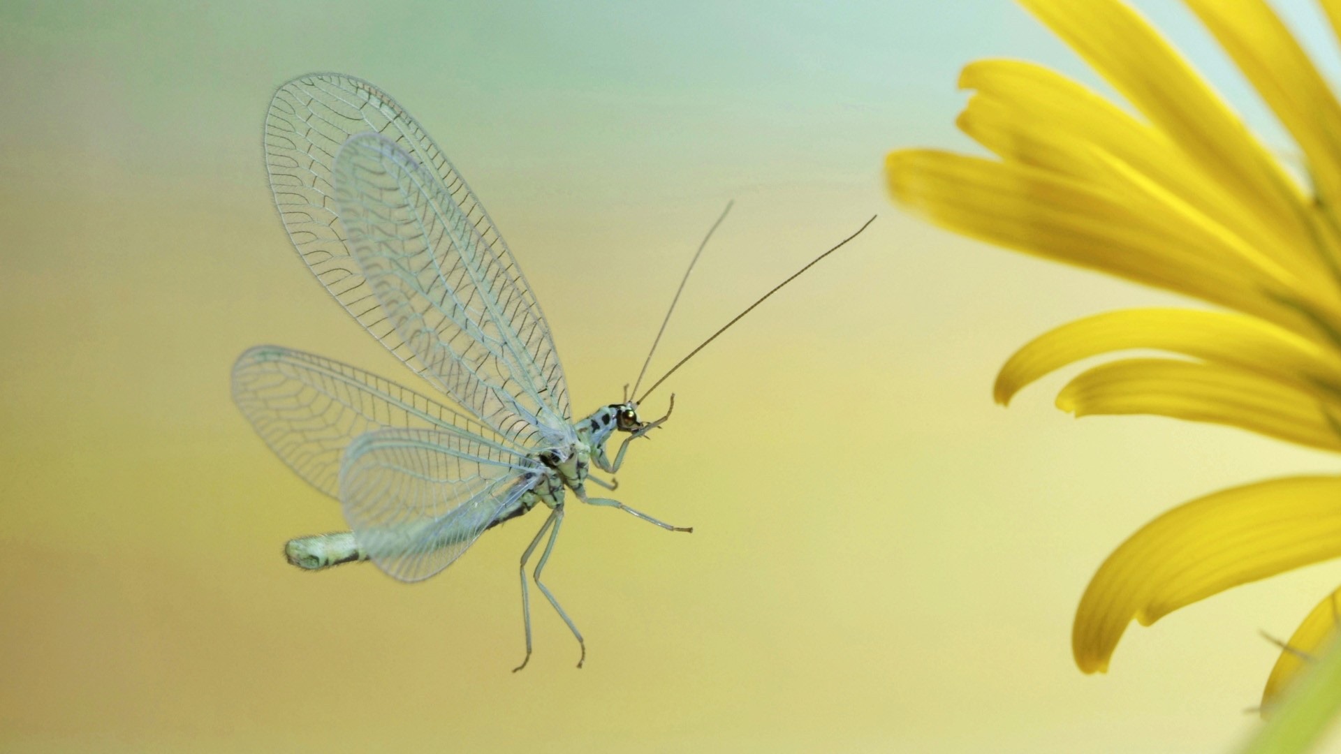 Insect close-up, dragonfly HD wallpapers #21 - 1920x1080