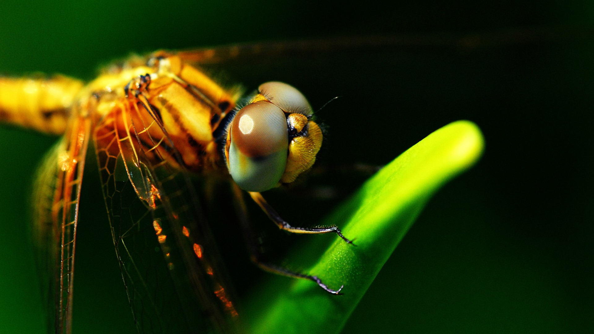 Insectos primer plano, fondos de pantalla de alta definición de la libélula #29 - 1920x1080