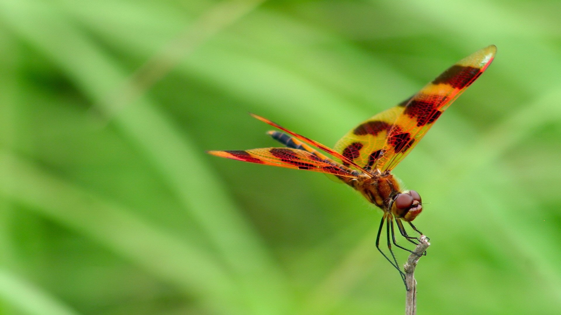 Insectos primer plano, fondos de pantalla de alta definición de la libélula #34 - 1920x1080