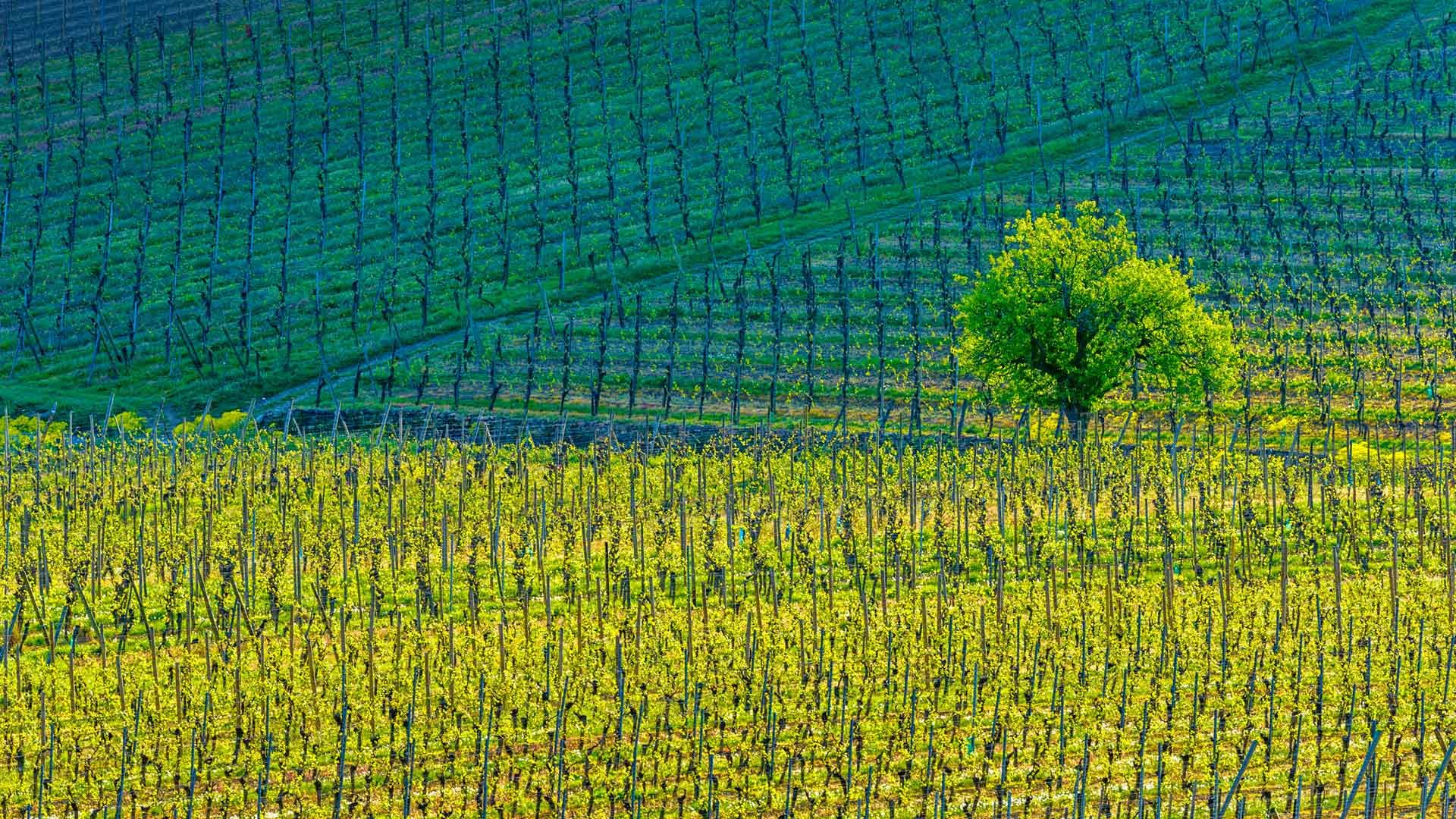 Července 2016 Bing téma HD tapety na plochu (1) #12 - 1920x1080