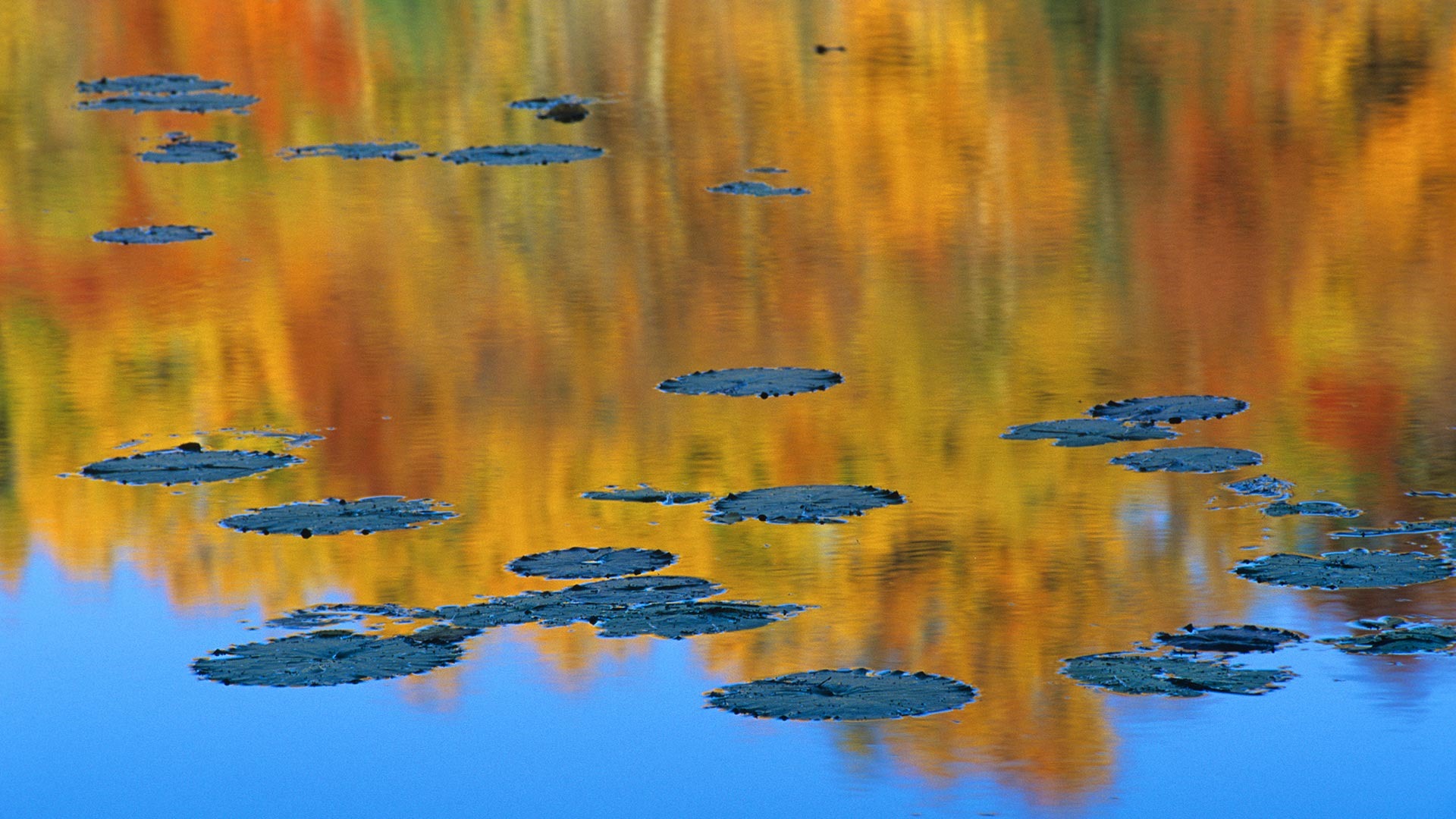 Září 2016 Bing téma HD tapety na plochu (2) #15 - 1920x1080