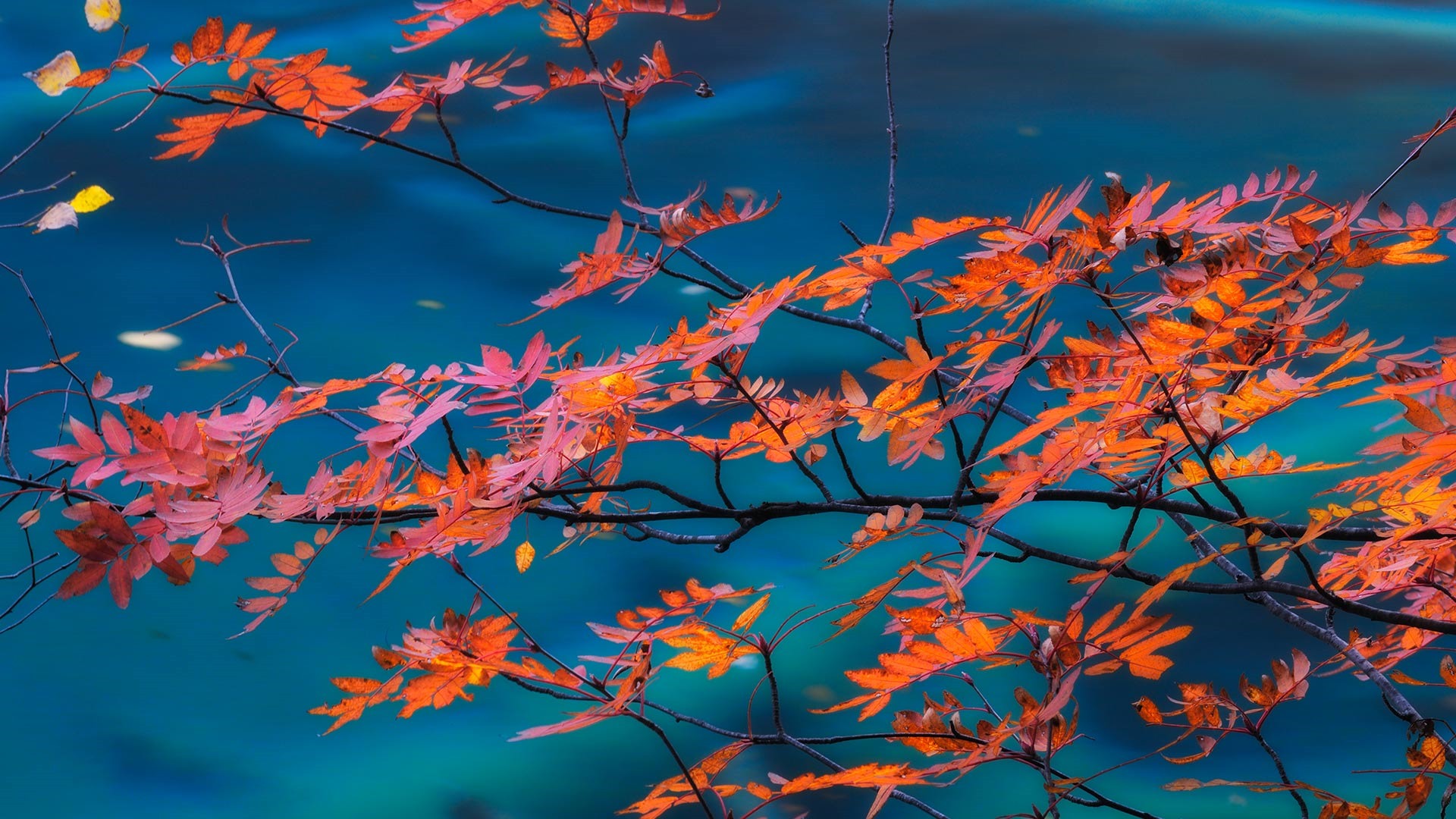 Octubre de 2016 Bing tema HD fondos de pantalla (1) #40 - 1920x1080