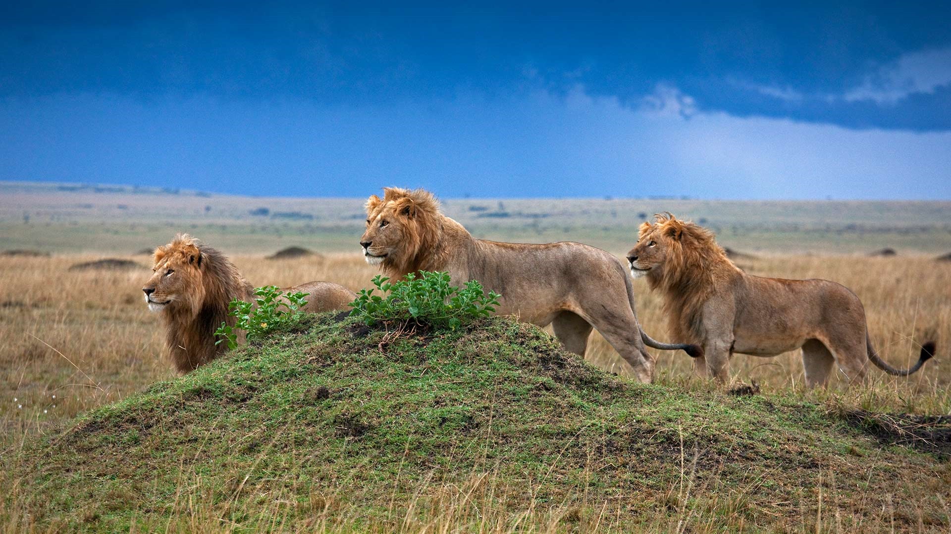 Novembre 2016 Bing thème HD fonds d'écran (1) #40 - 1920x1080