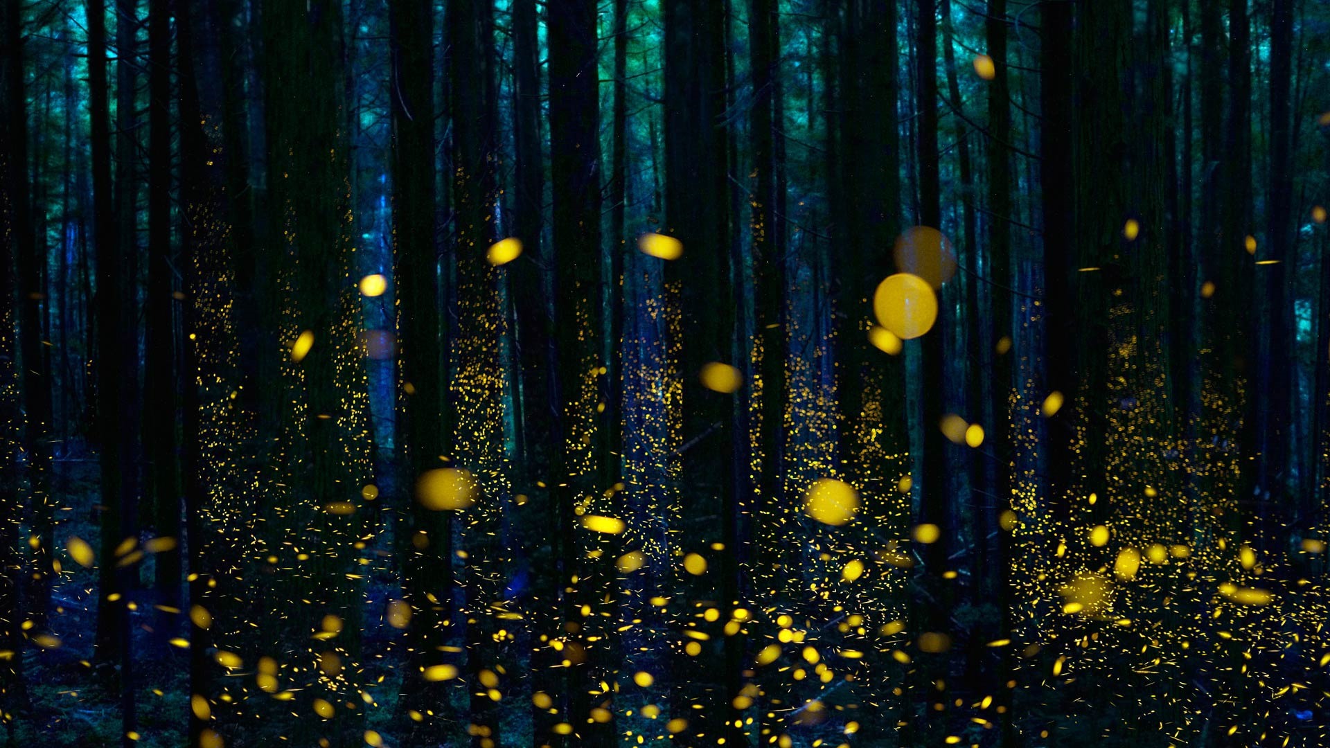 January 2017 Bing theme of high-definition wallpaper (2) #10 - 1920x1080