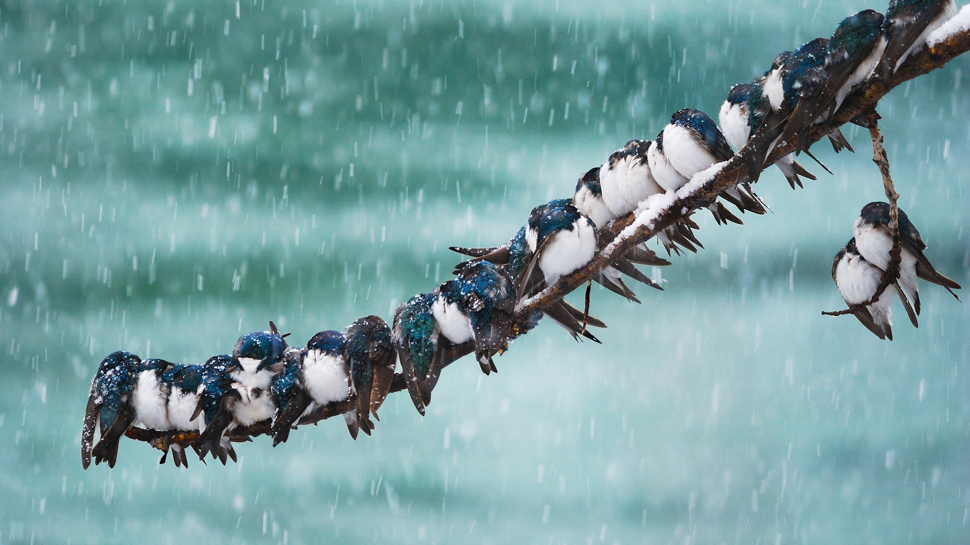 February 2017 Bing theme of high-definition wallpaper (1) #35 - 1920x1080