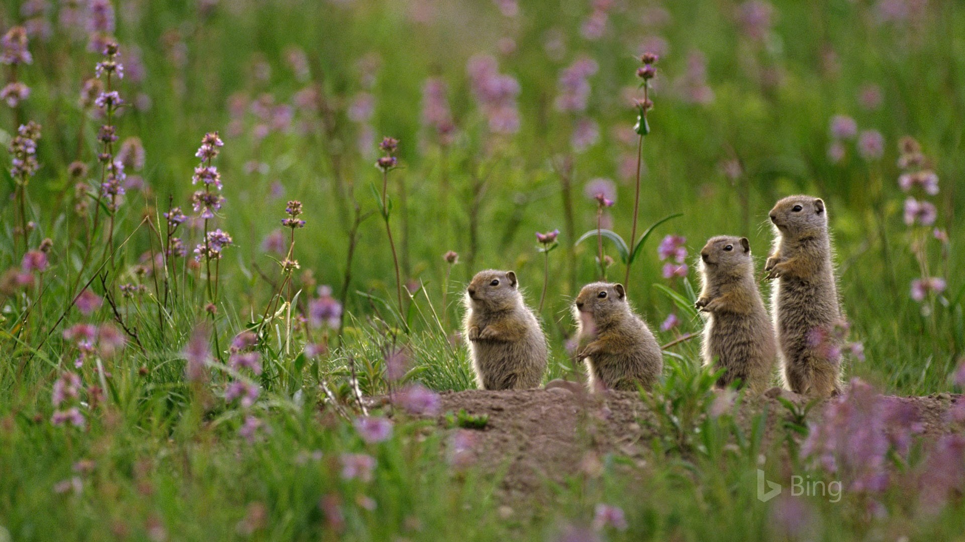 Mai 2017 Thème Bing de fond d'écran haute définition #18 - 1920x1080