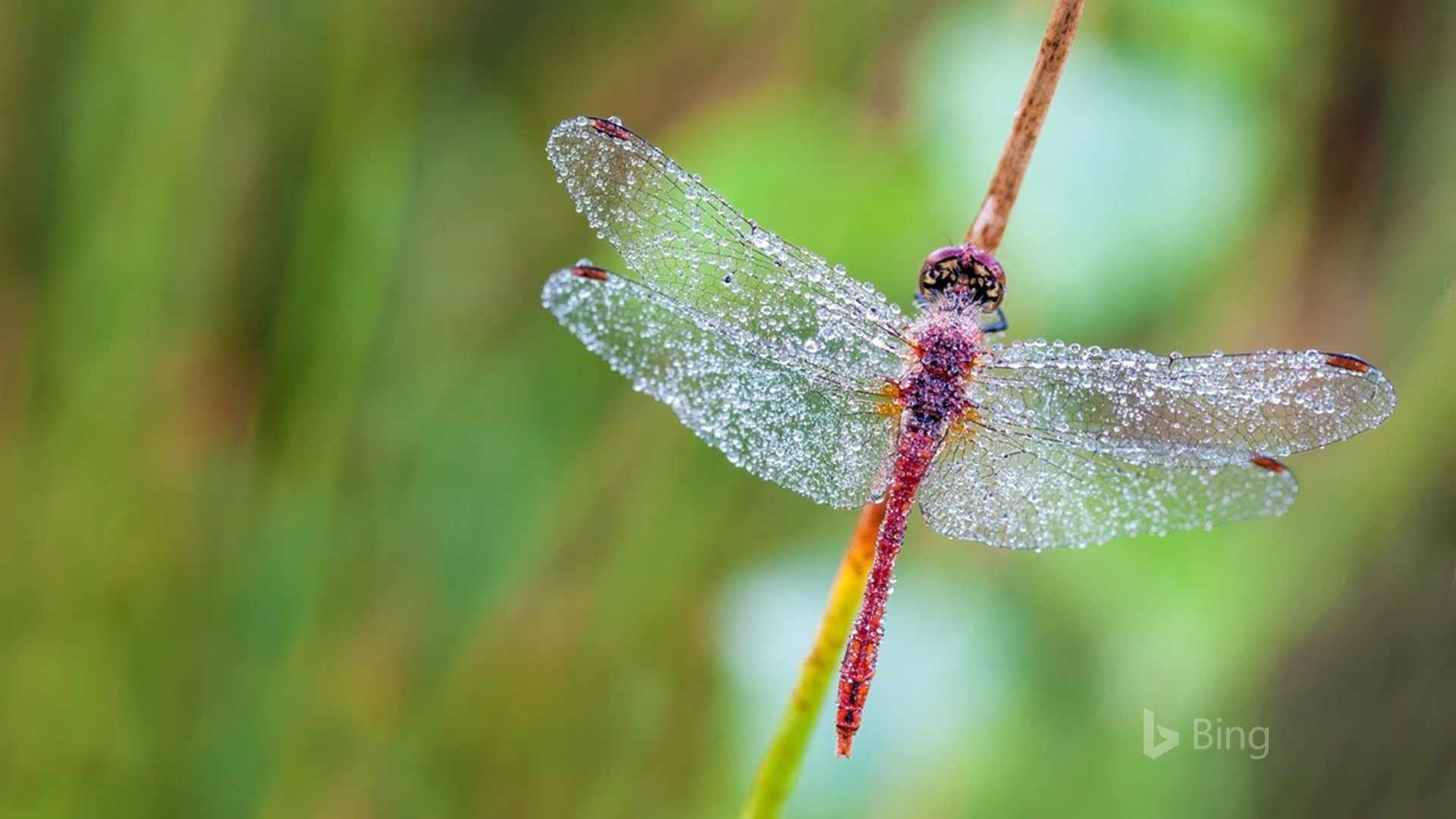 Juni 2017 Bing Thema von High-Definition-Hintergrundbild #16 - 1920x1080