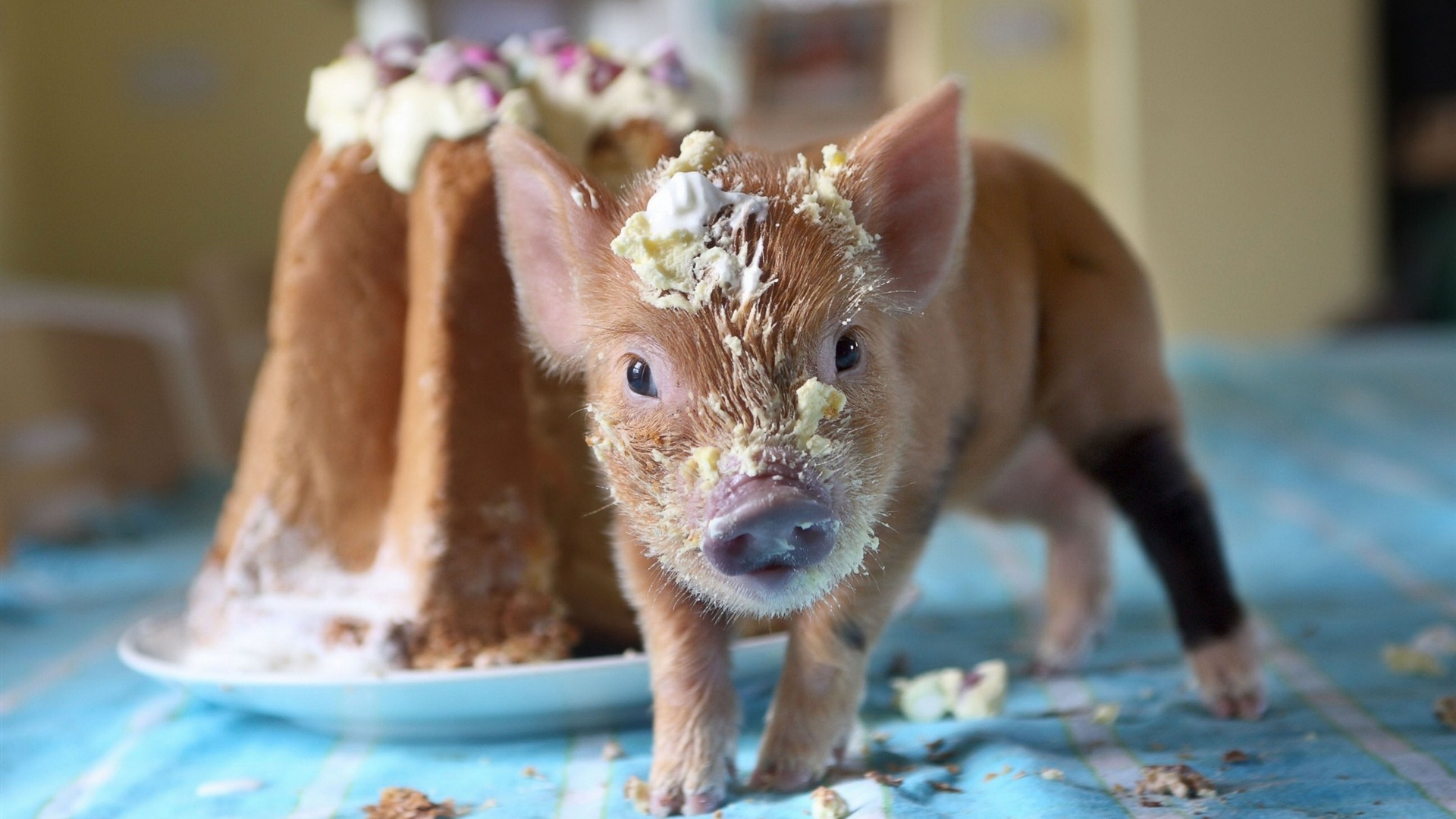 Pig Year about pigs HD wallpapers #6 - 1920x1080