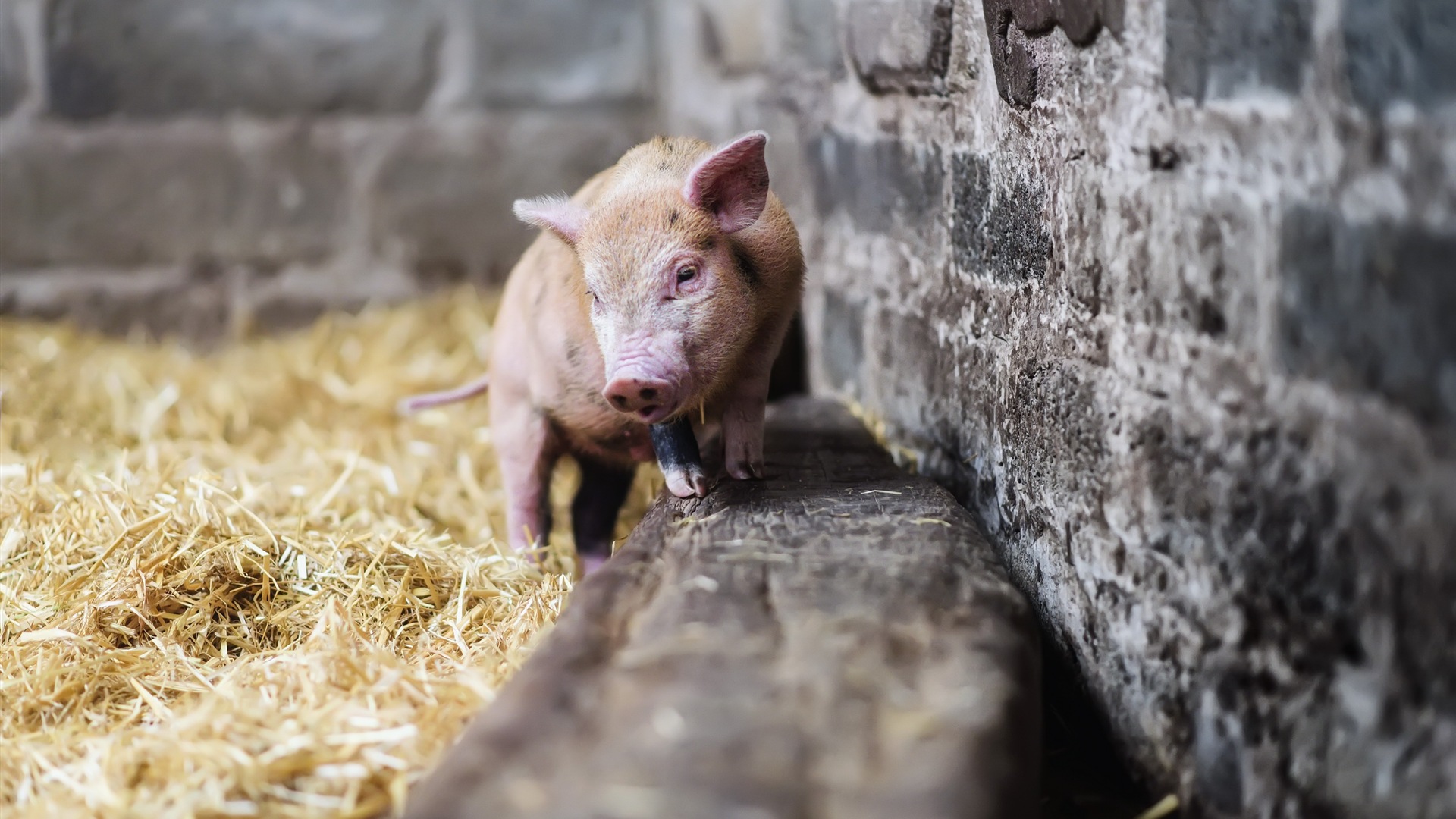 Schweinejahr über Schweine HD-Tapeten #9 - 1920x1080