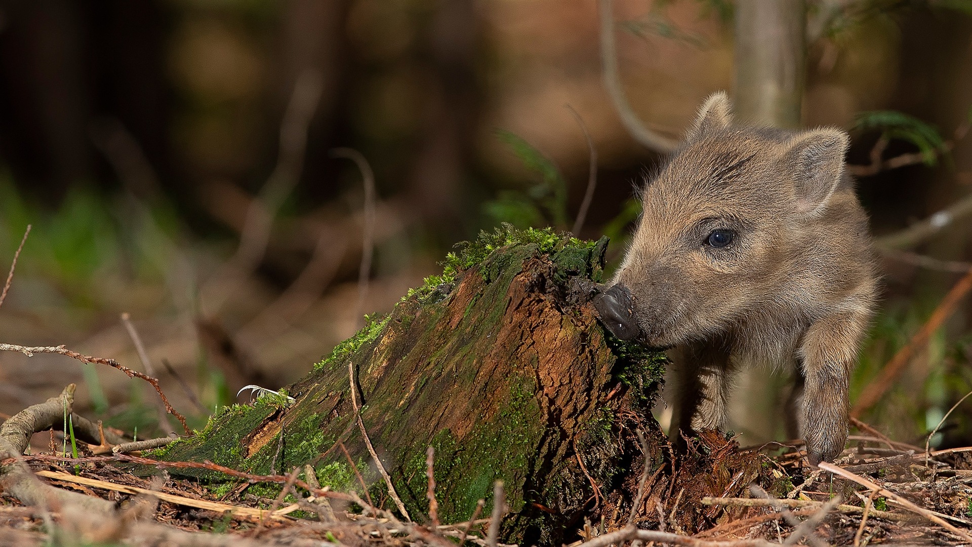 Pig Year about pigs HD wallpapers #10 - 1920x1080