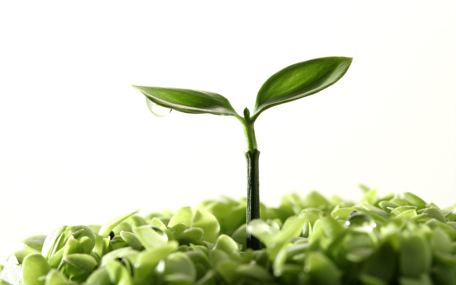 Las Plantas Brotan Las Hojas Fondos De Escritorio De Alta Definición