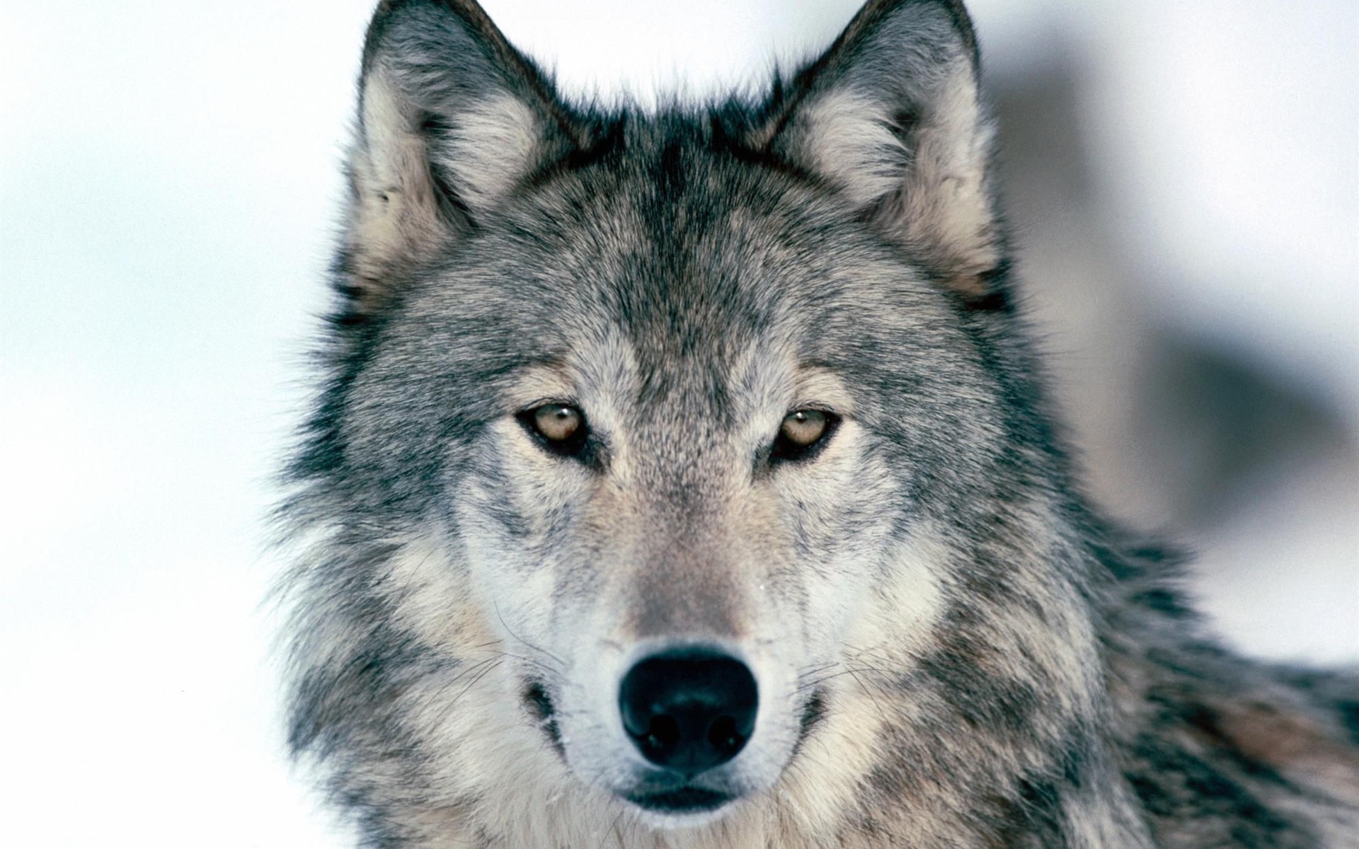 Wolf Album Wallpaper #18 - 1920x1200