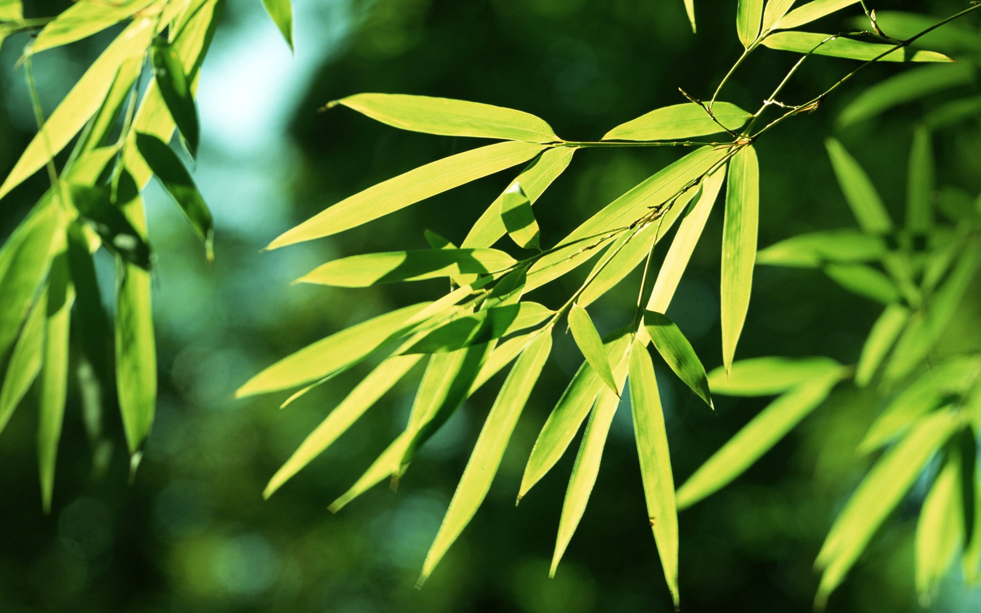 Green bamboo wallpaper #1 - 1920x1200