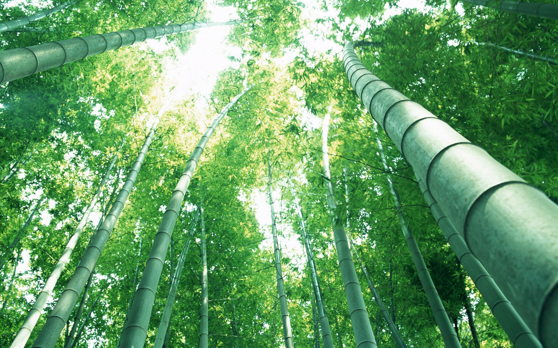 Green bamboo wallpaper #14 - 1920x1200