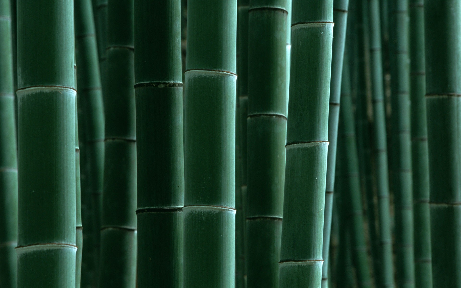 Green bamboo wallpaper #16 - 1920x1200