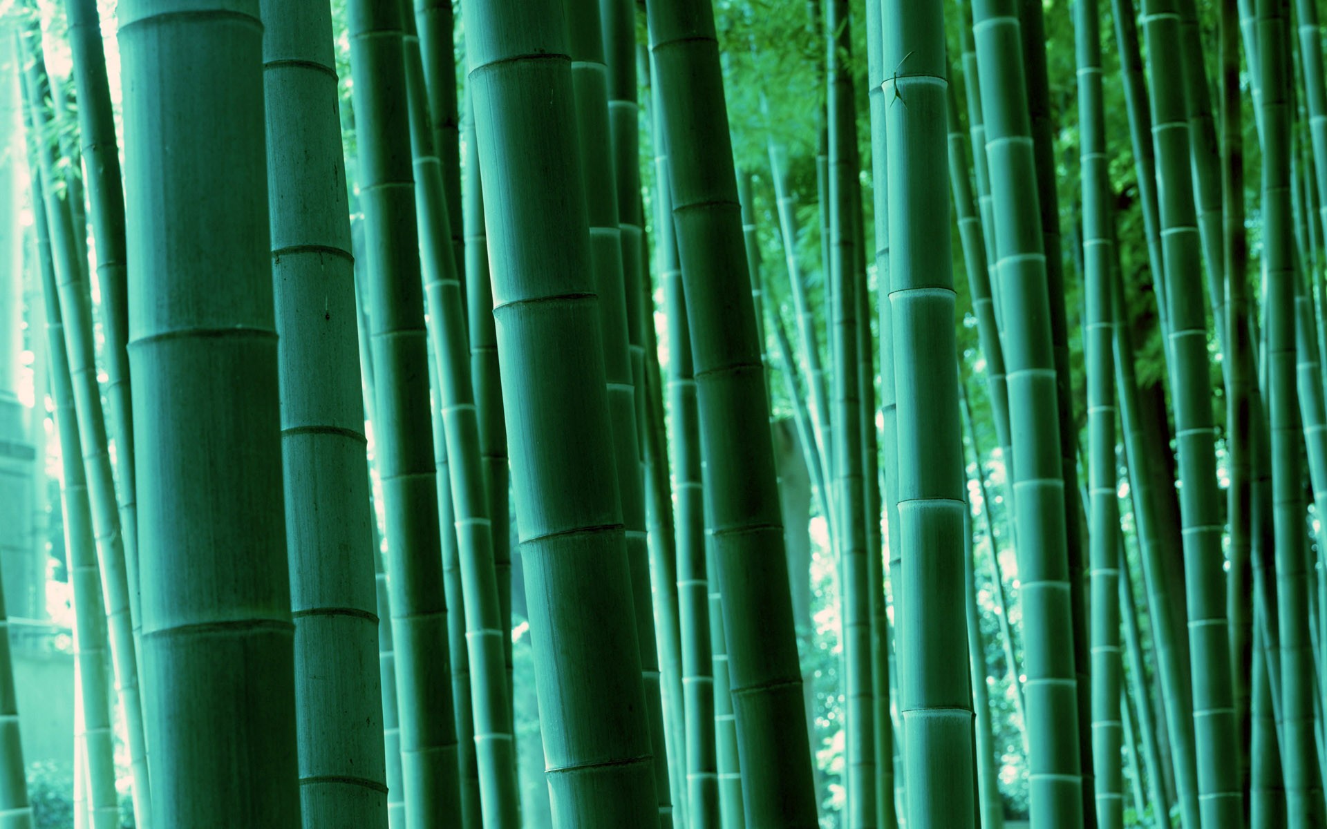 Green bamboo wallpaper #17 - 1920x1200