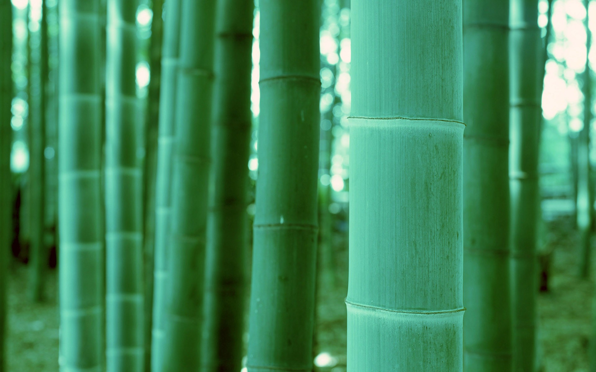 Green bamboo wallpaper #20 - 1920x1200