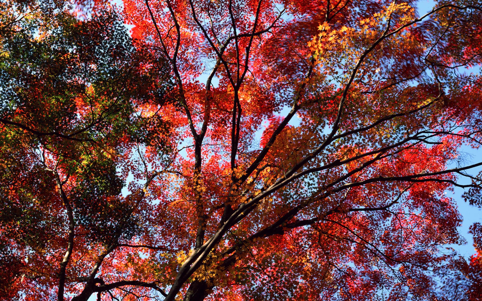 紅葉高清壁紙專輯 #4 - 1920x1200