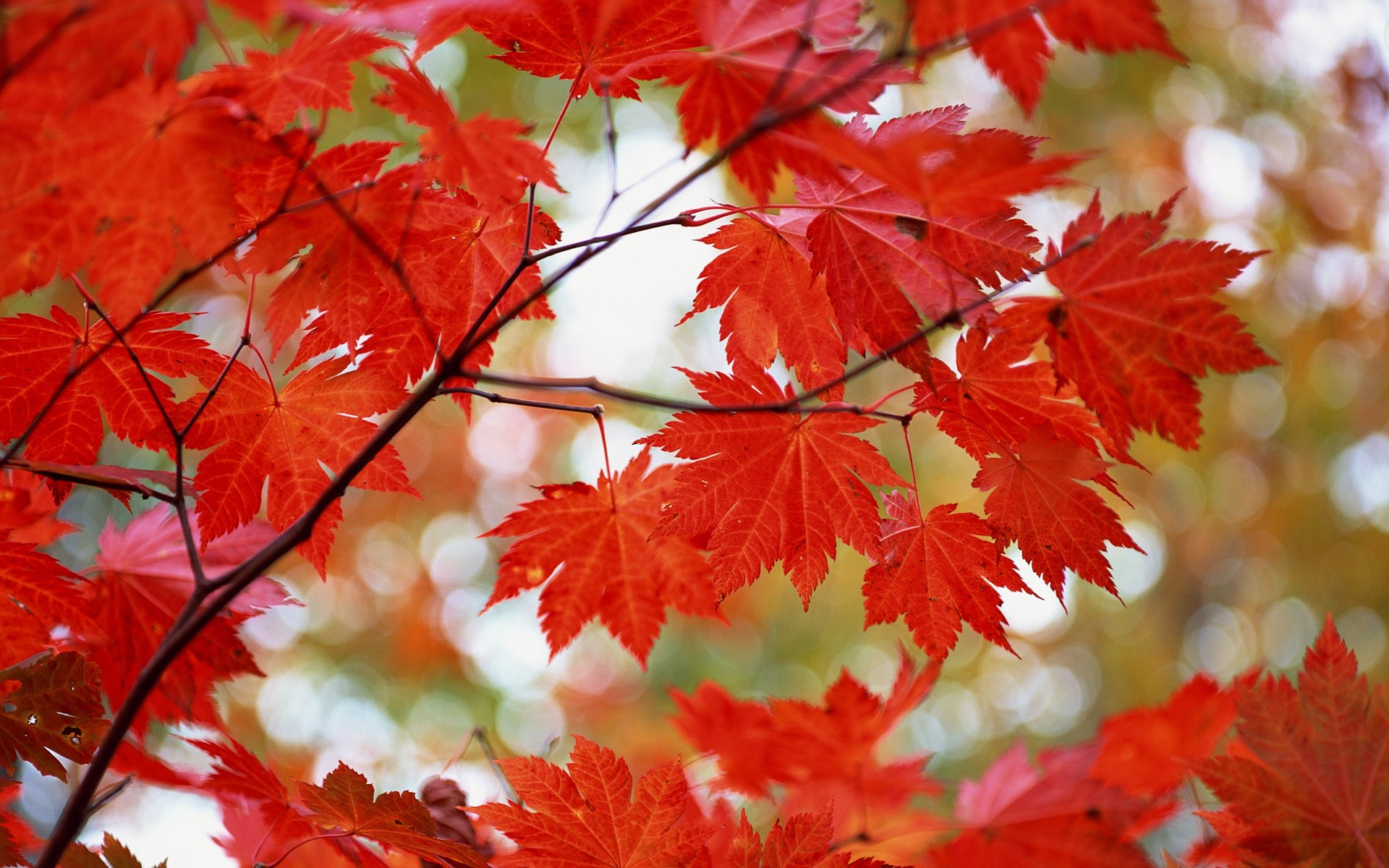 紅葉高清壁紙專輯 #8 - 1920x1200