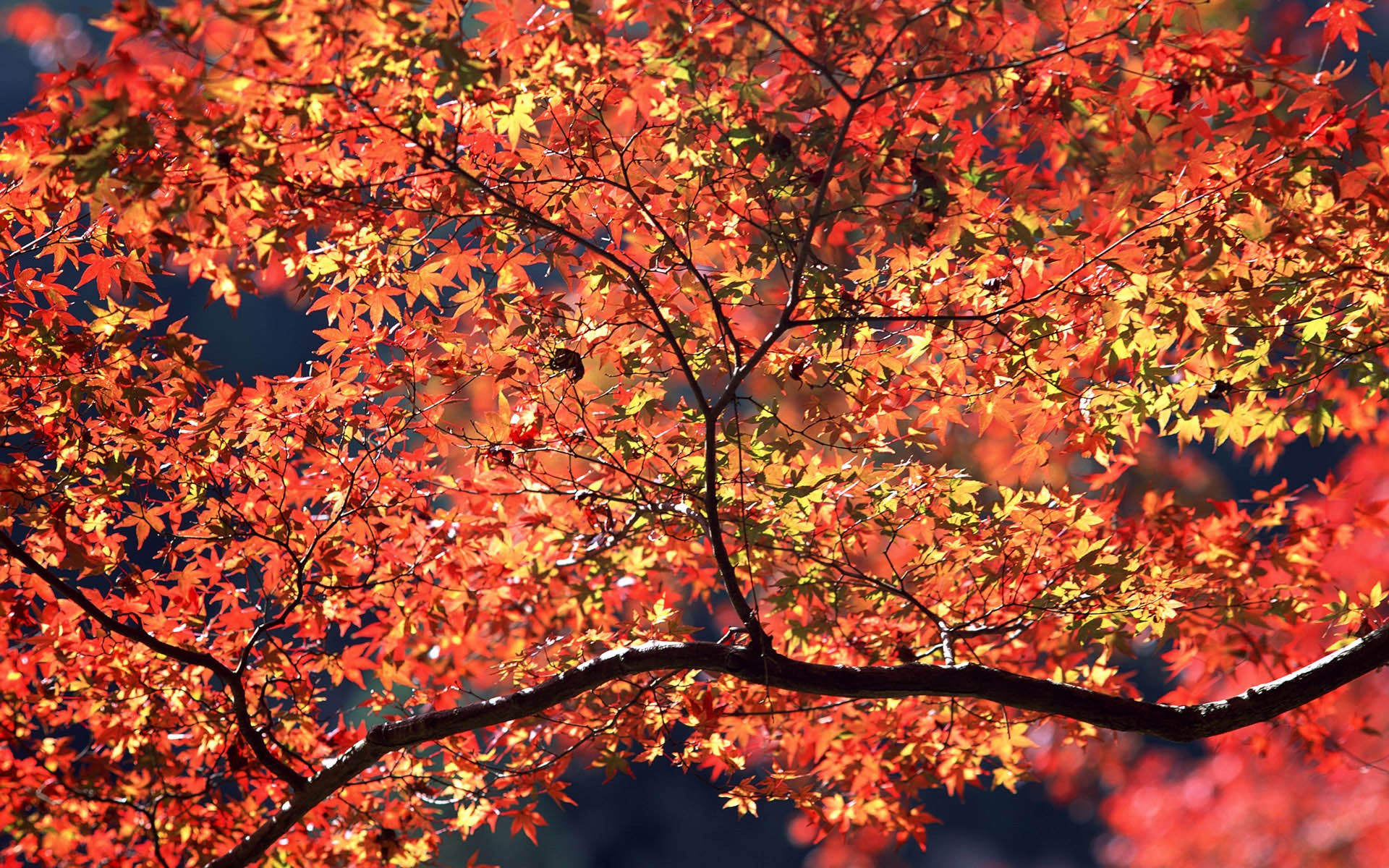 紅葉高清壁紙專輯 #9 - 1920x1200