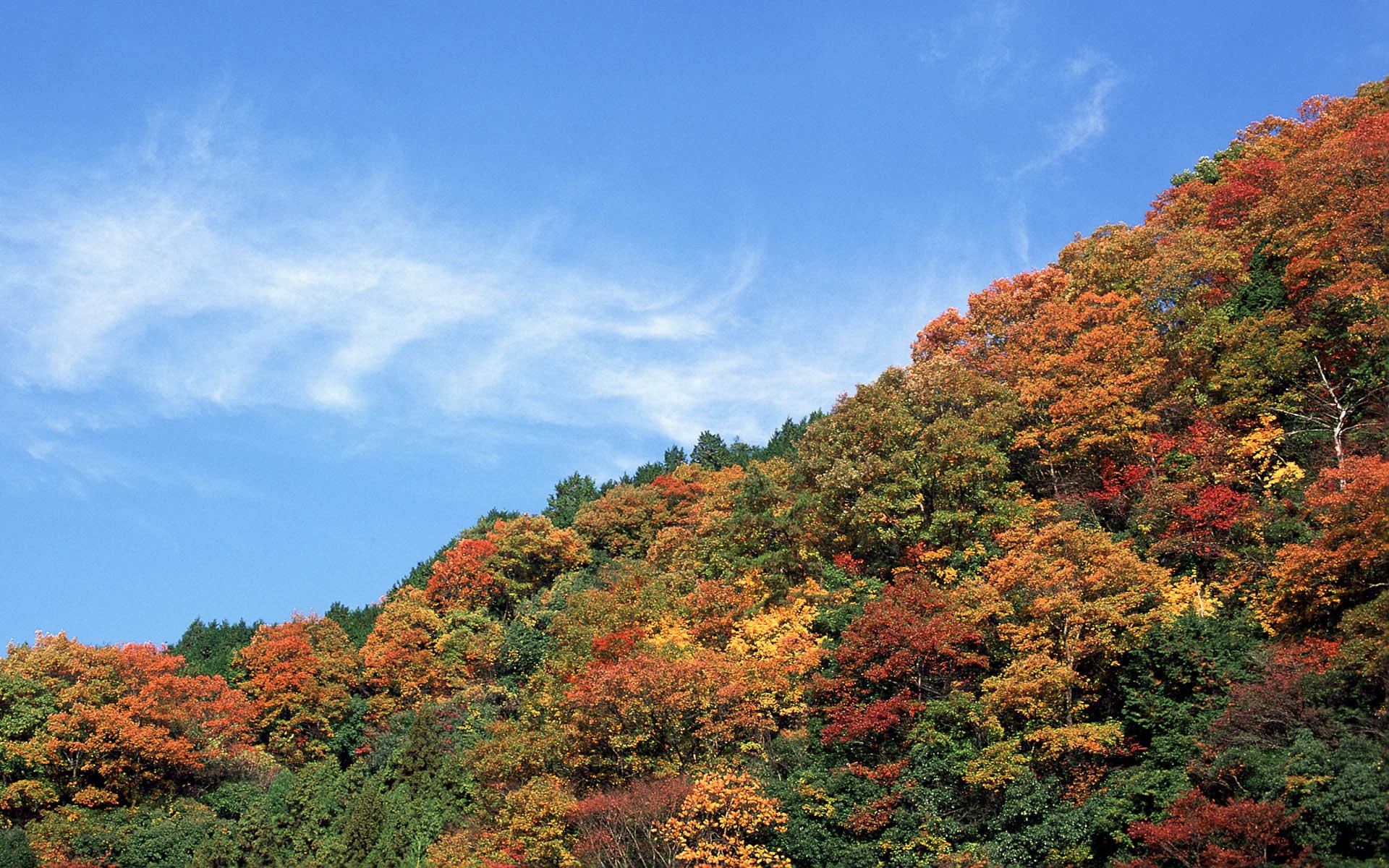 紅葉高清壁紙專輯 #23 - 1920x1200