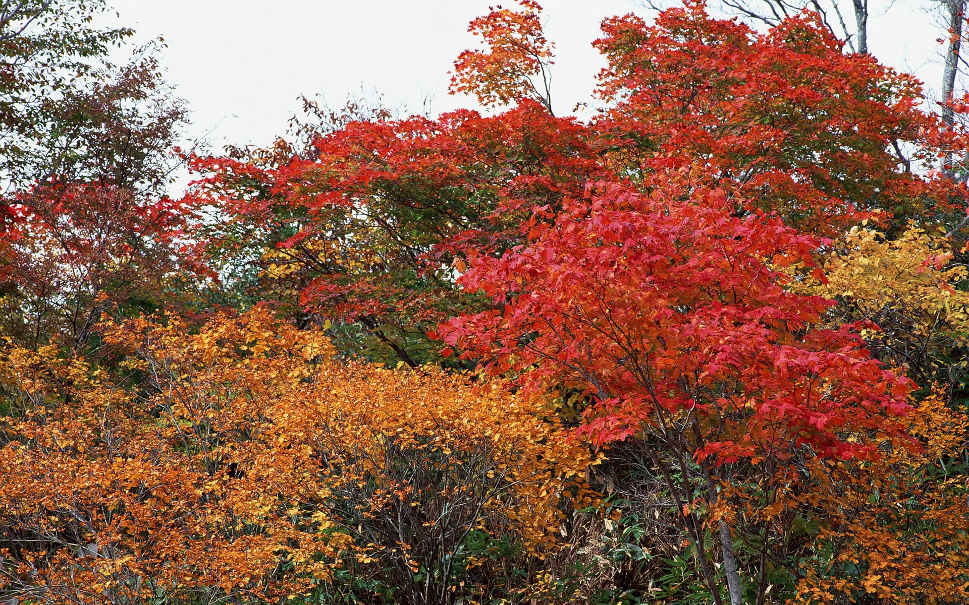 紅葉高清壁紙專輯 #34 - 1920x1200