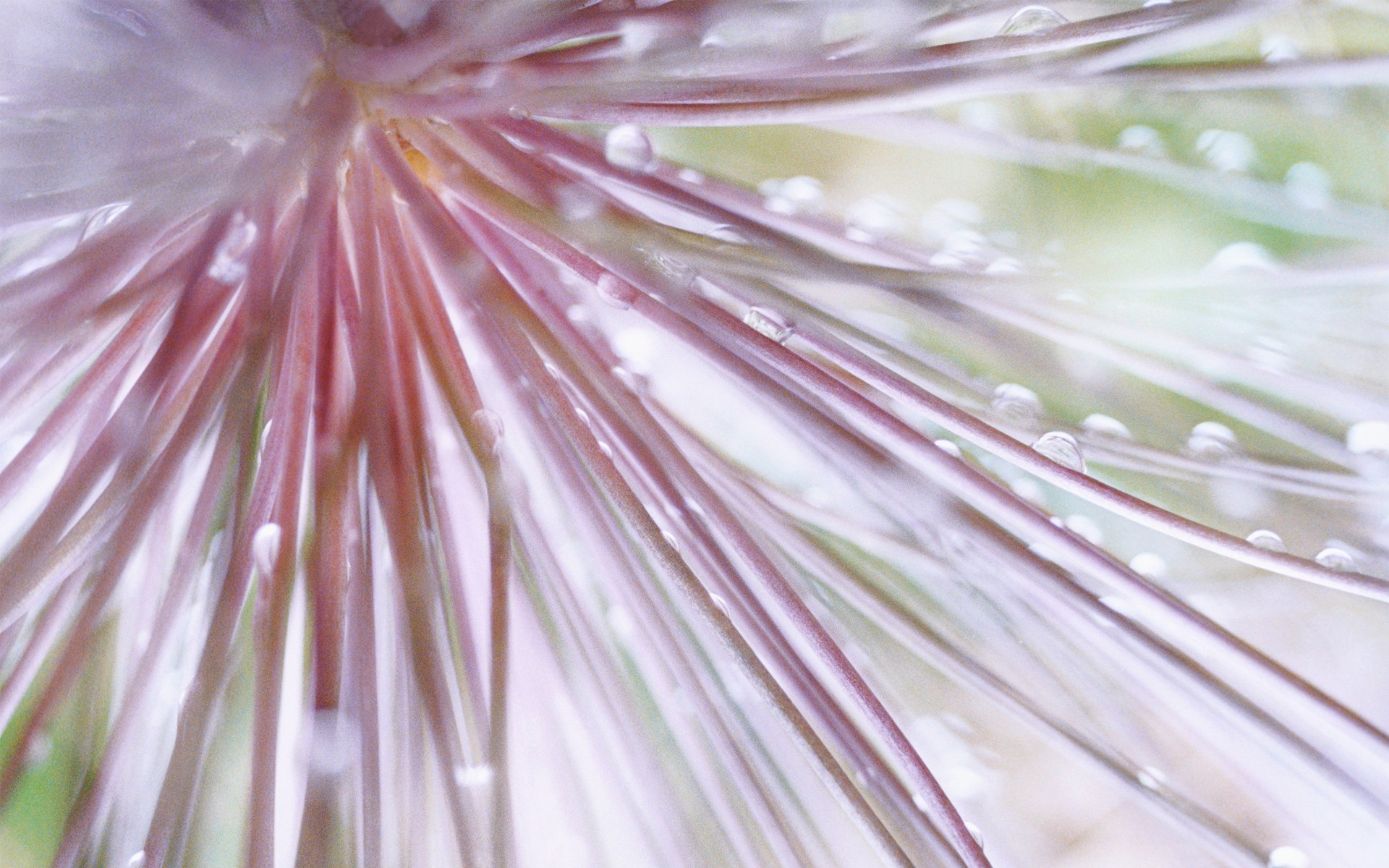 Windows7 系統自帶壁紙 #2 - 1920x1200