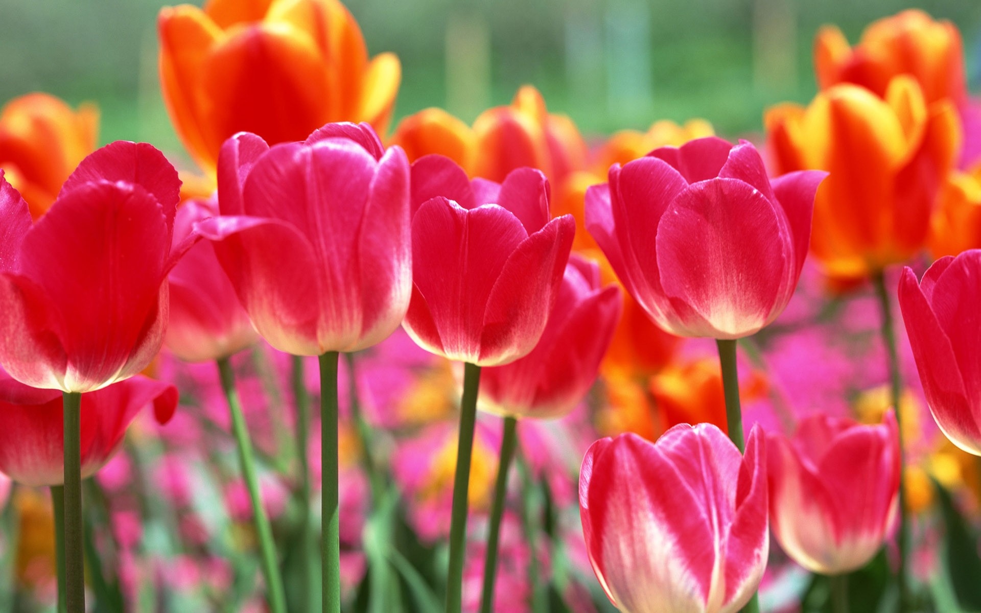 Tulip HD Wallpapers Album #4 - 1920x1200