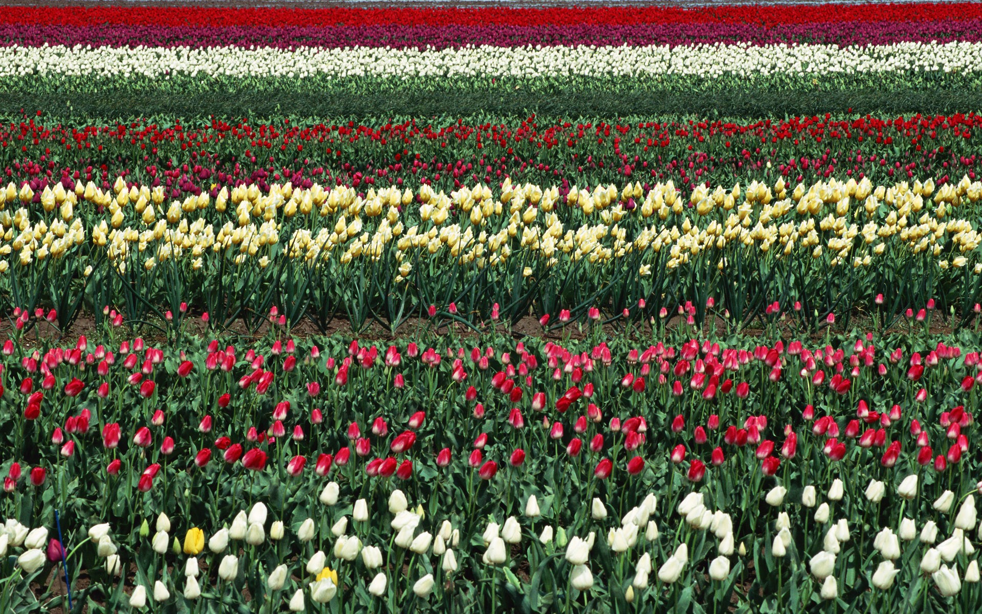 Tulip HD Album Fonds d'écran #5 - 1920x1200