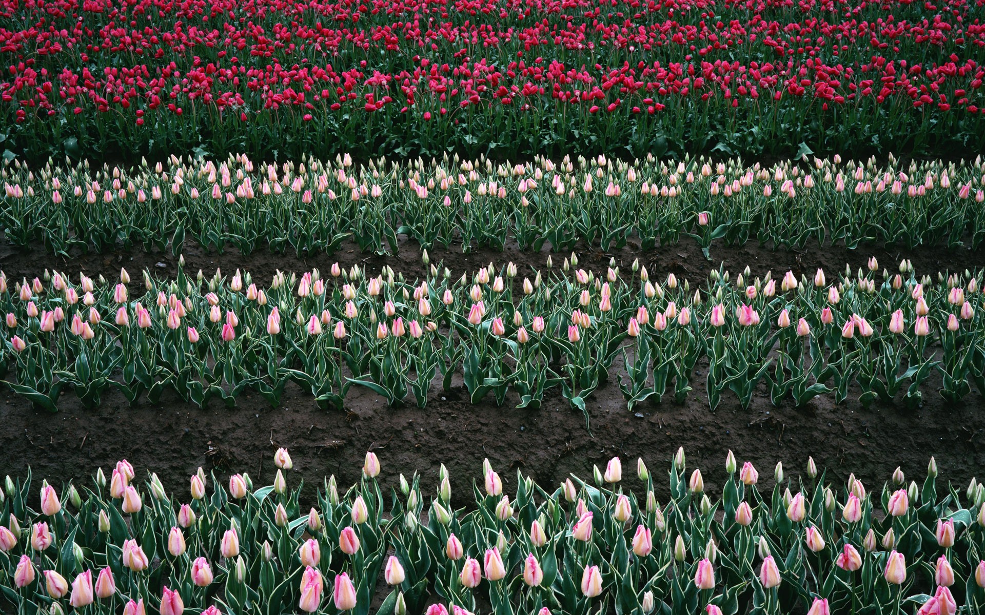 Tulip HD Wallpapers Album #6 - 1920x1200