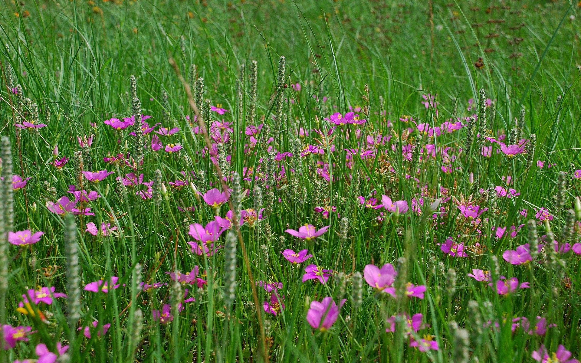 Fond d'écran haute définition de fleur #13 - 1920x1200