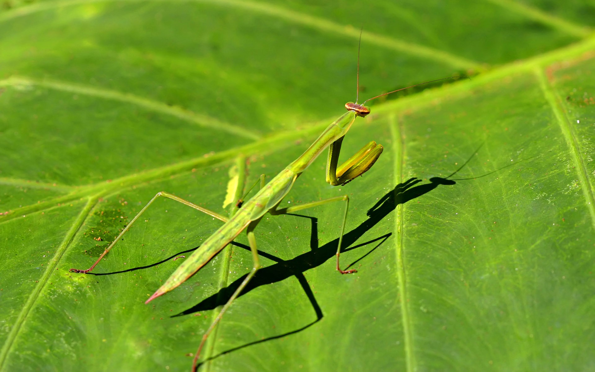 Insect Funktionen (2) #9 - 1920x1200