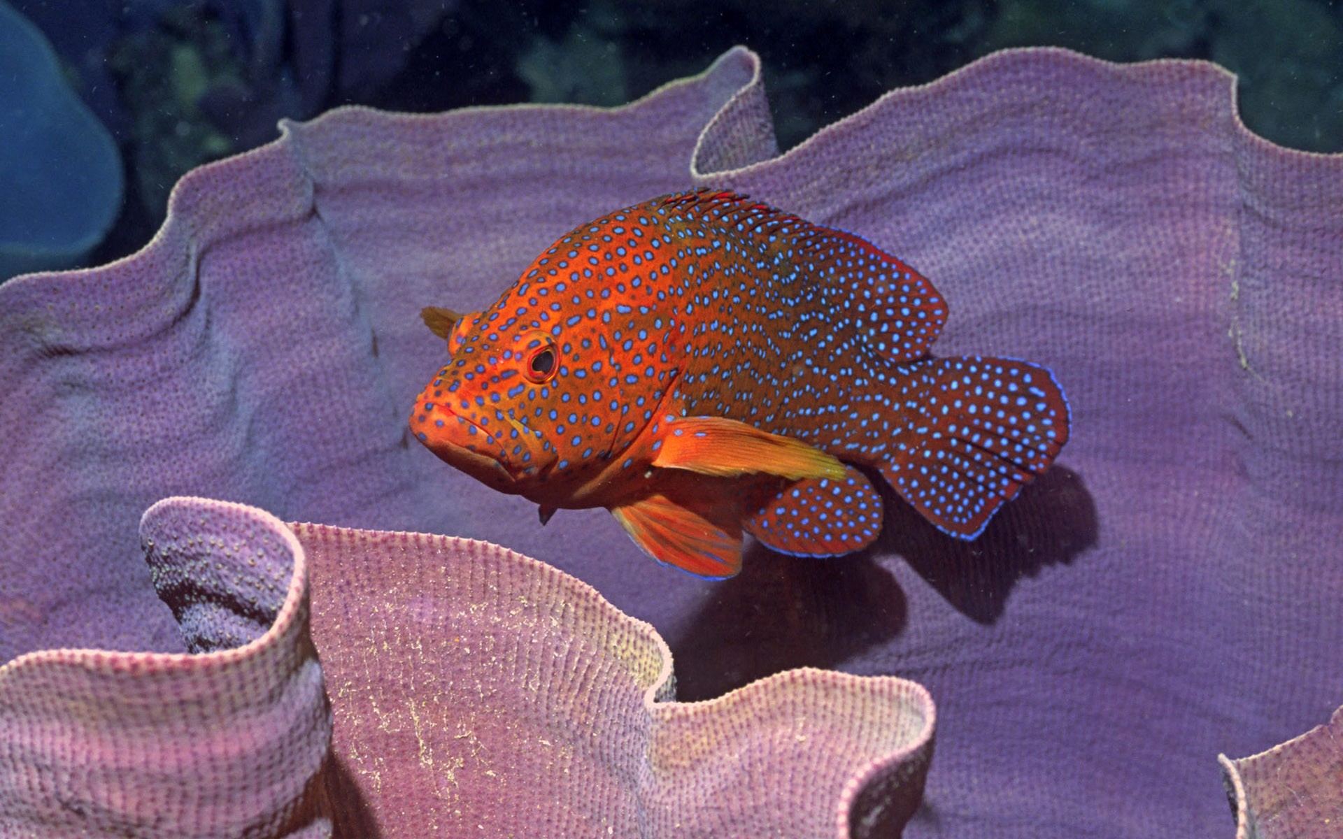 高清動物壁紙合集(一) #3 - 1920x1200