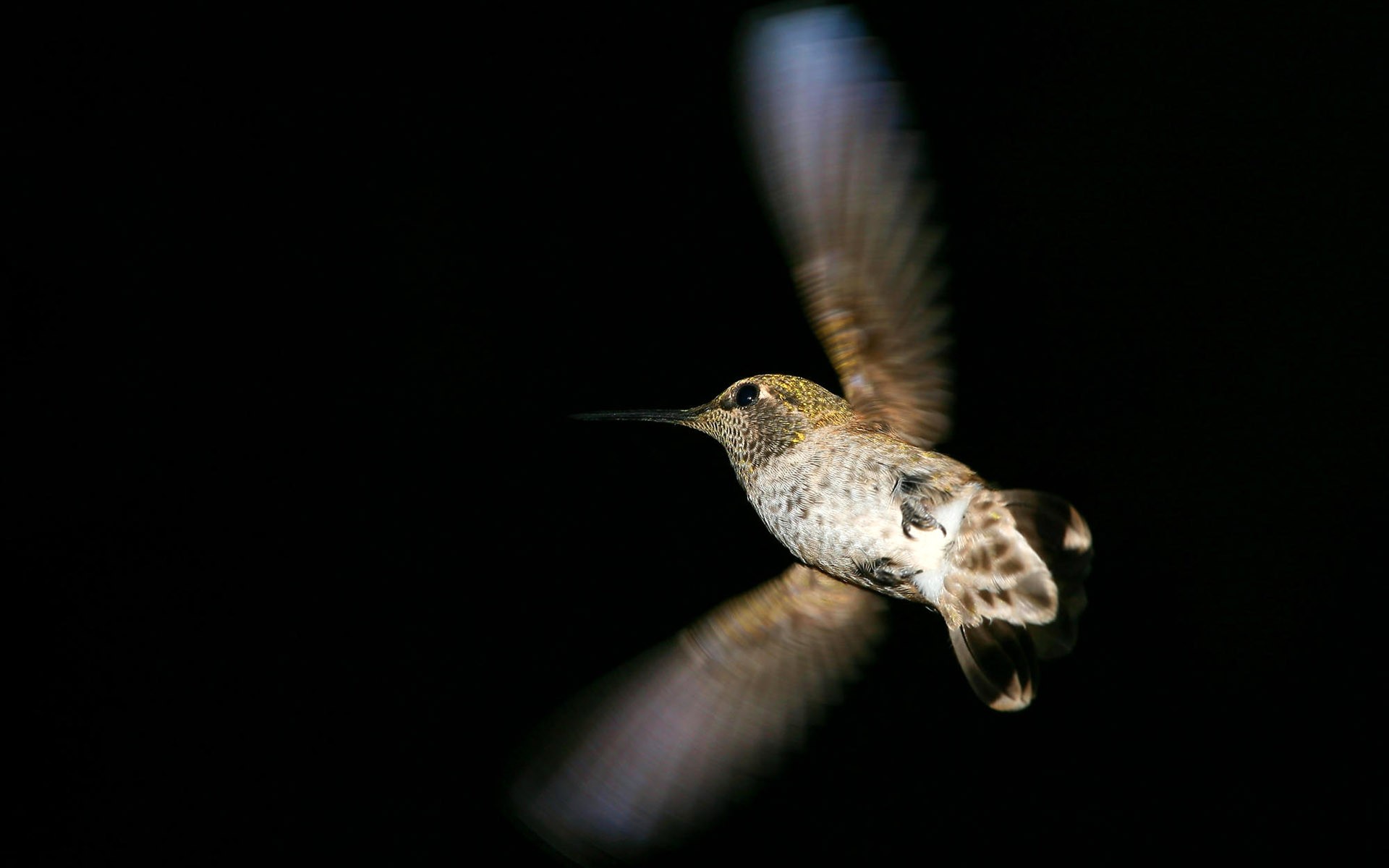 鳥類寫真高清壁紙 #21 - 1920x1200