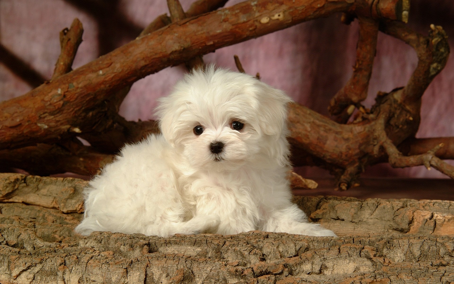 Fluffy little dog wallpaper #11 - 1920x1200