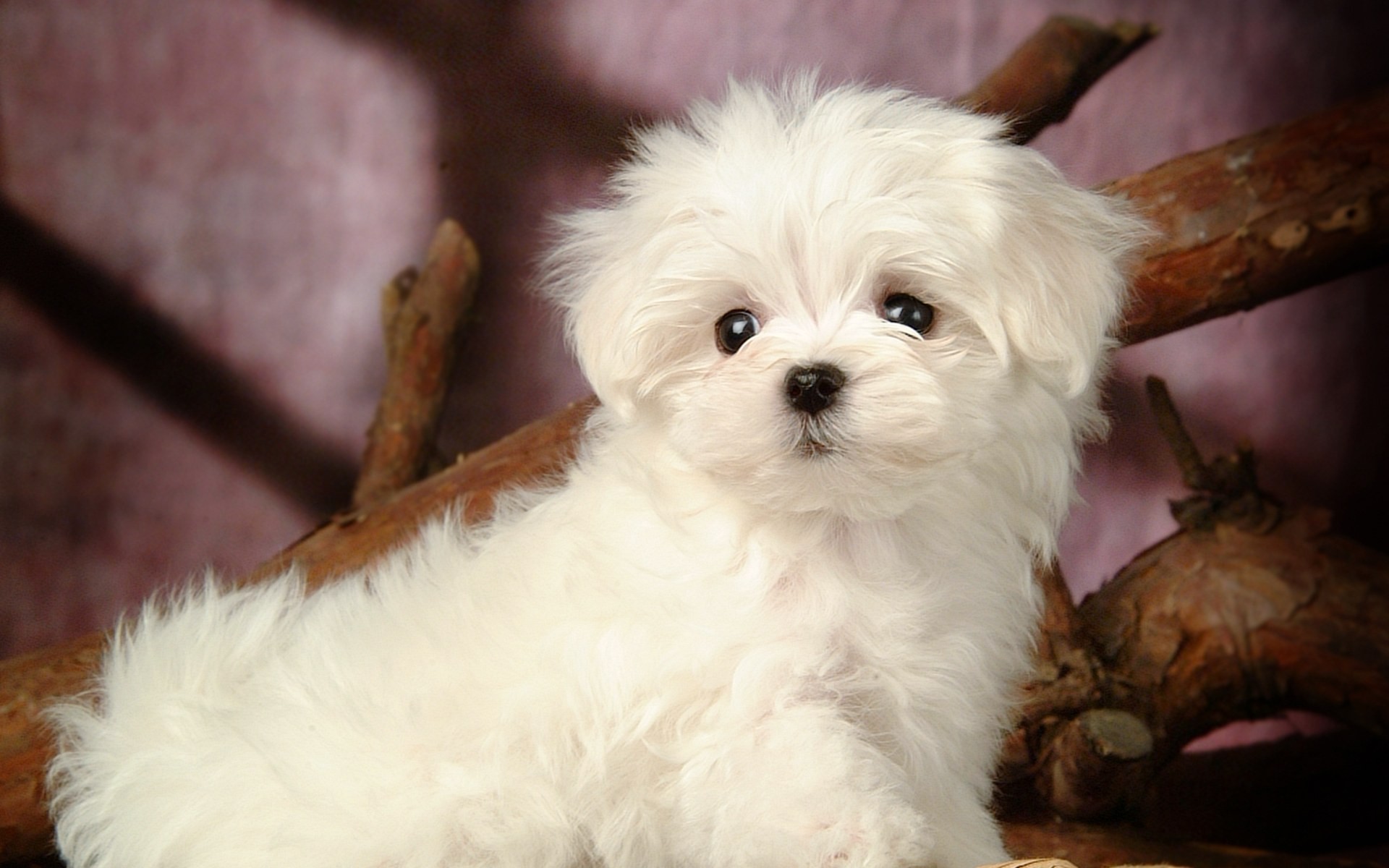 Fluffy little dog wallpaper #13 - 1920x1200