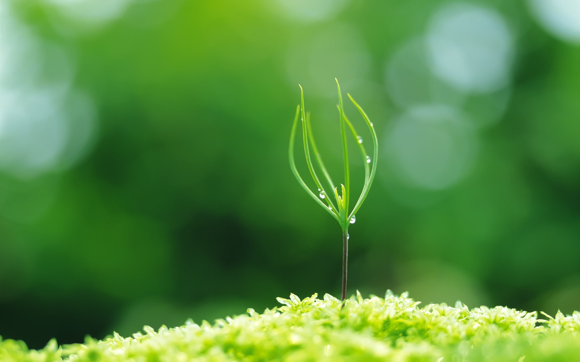 新芽嫩葉高清壁紙(一) #30 - 1920x1200