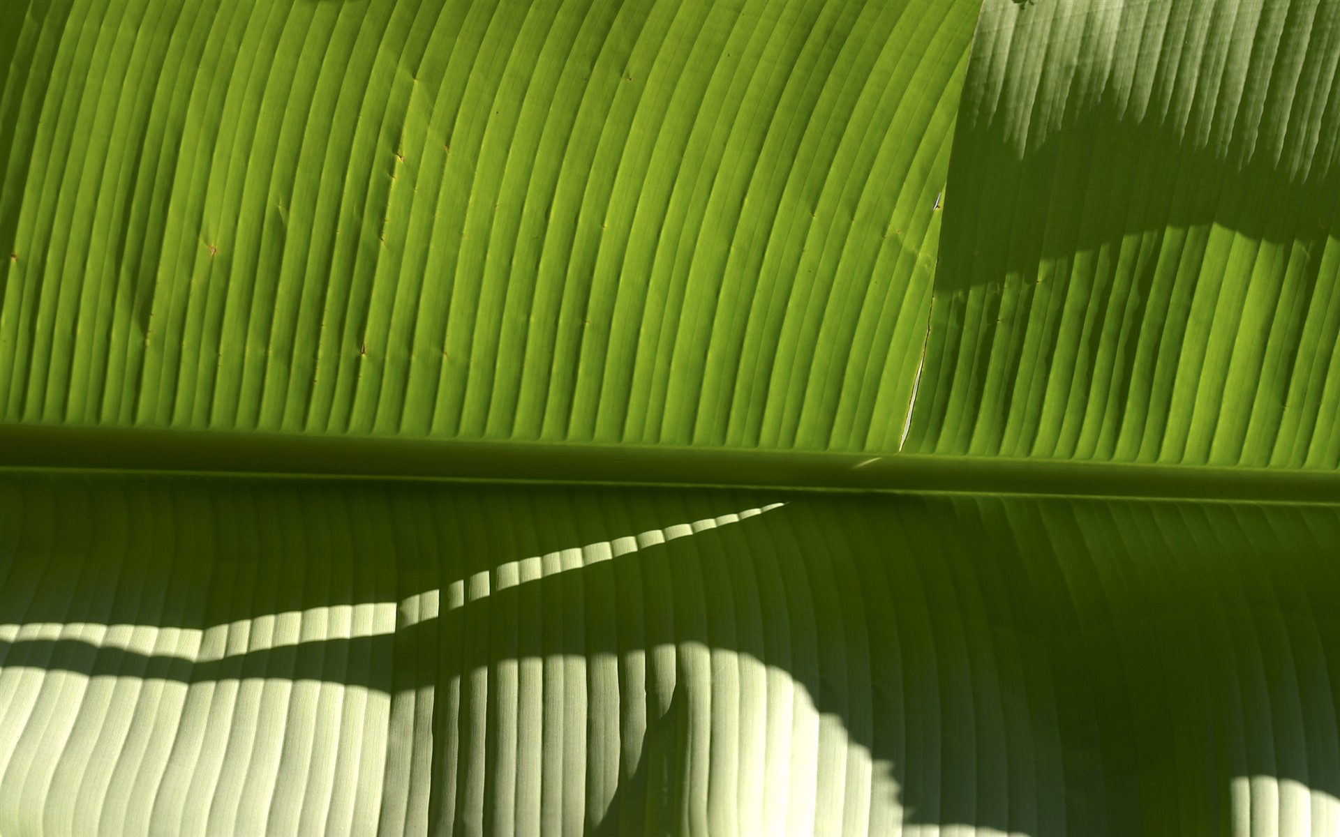 超大葉脈花草高清壁紙 #3 - 1920x1200