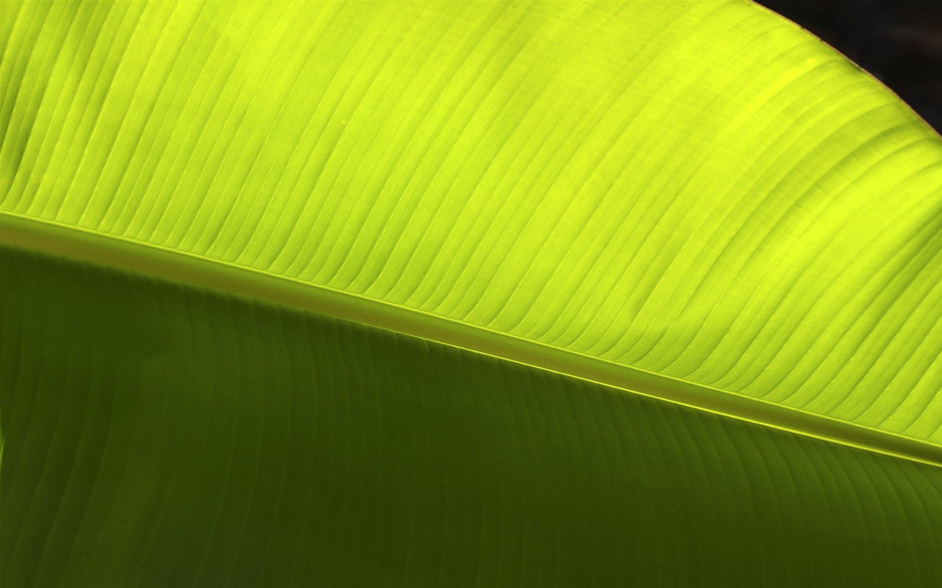  HDの壁紙の花は大静脈 #4 - 1920x1200