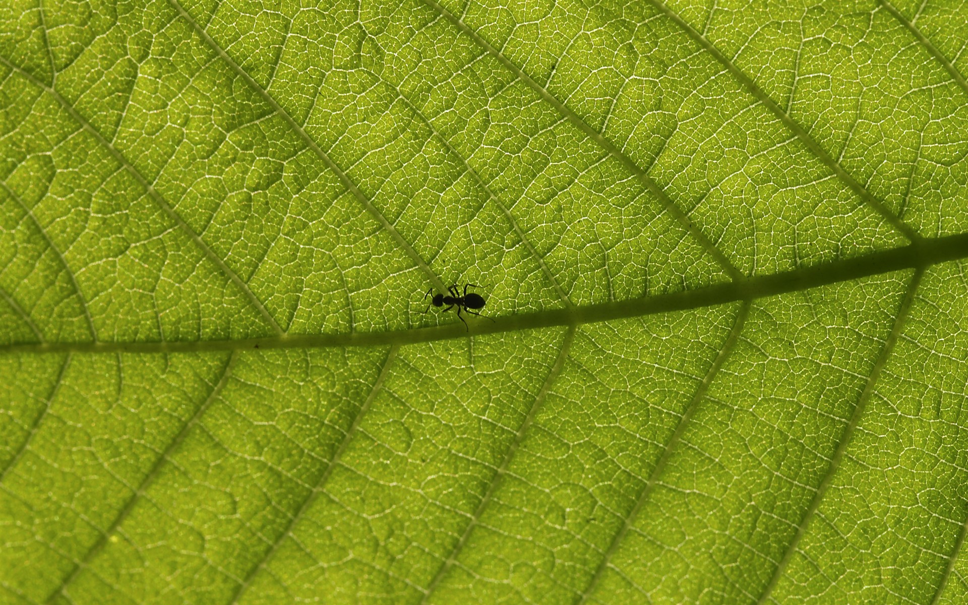 超大叶脉花草高清壁纸18 - 1920x1200