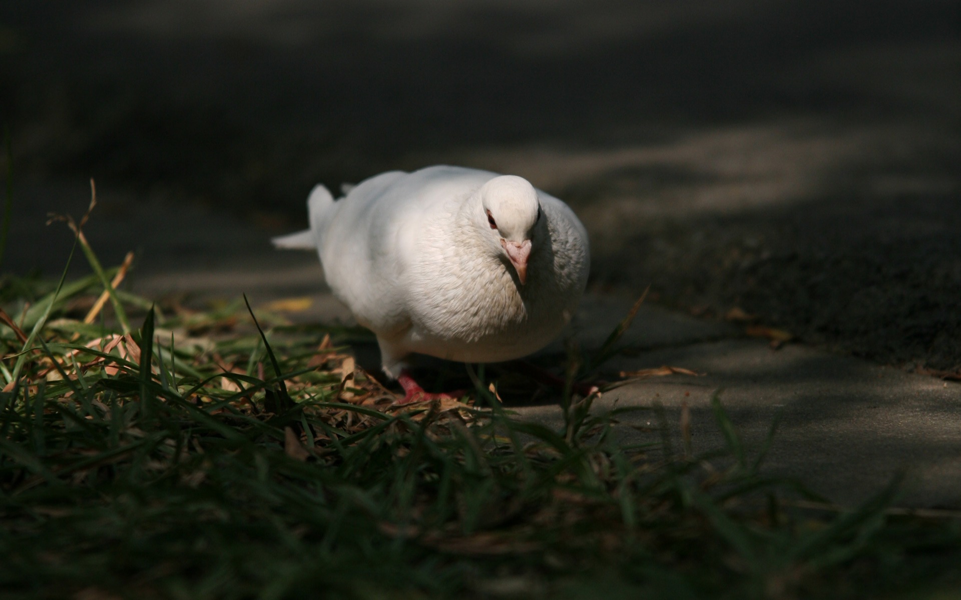 佳能 EOS 5D 样张壁纸 (评测样张)1 - 1920x1200