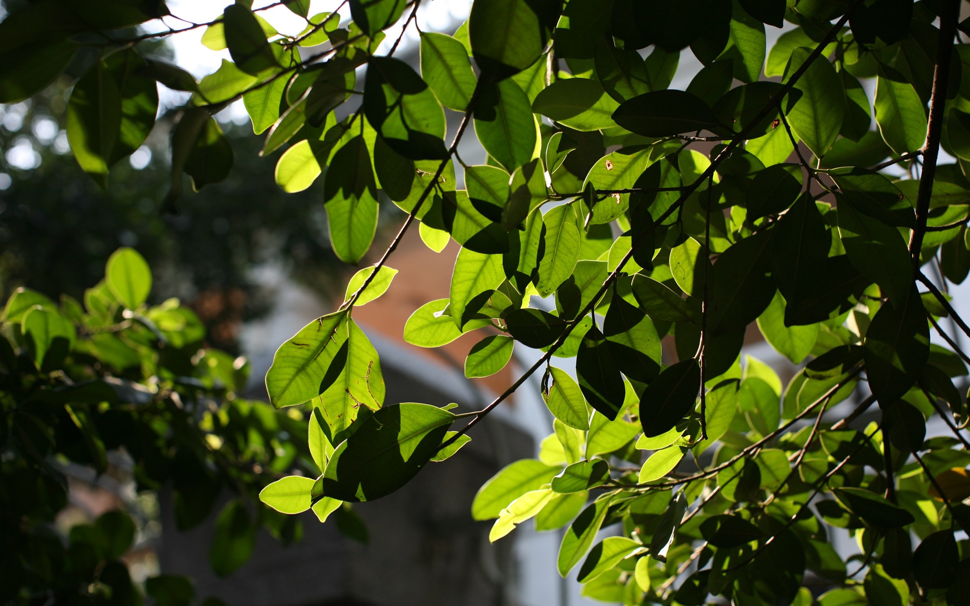 キヤノンEOS 5D証明壁紙 #12 - 1920x1200